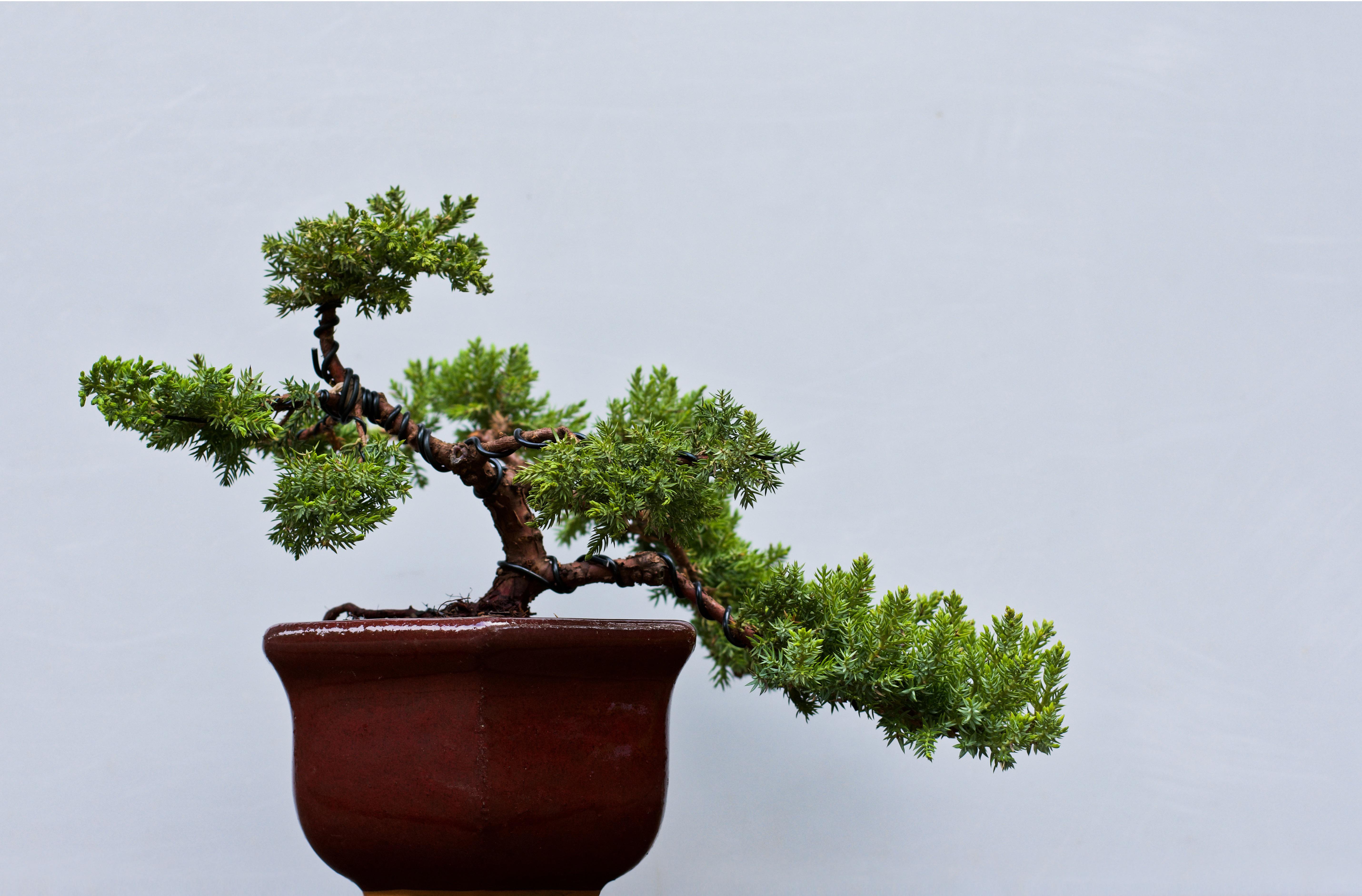 Juniperus Procumbens Nana — Semi Cascade Style r/Bonsai