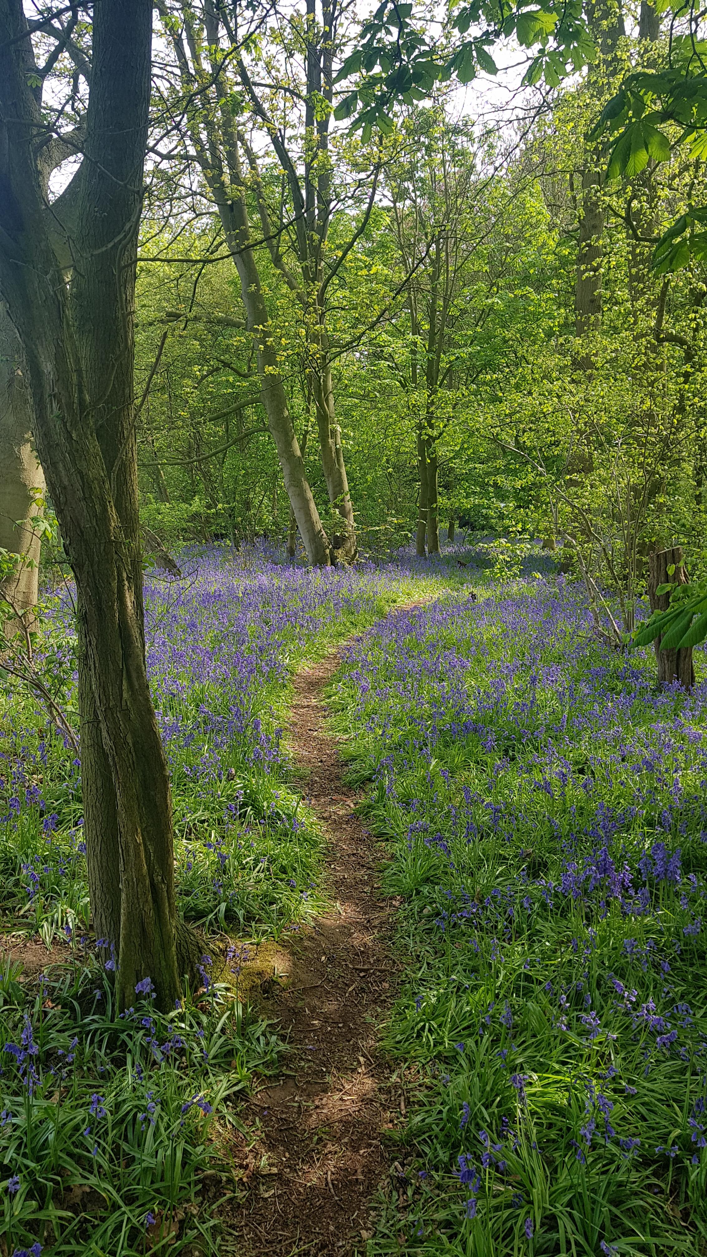 A forest of bluebells in Yorkshire. UK casual