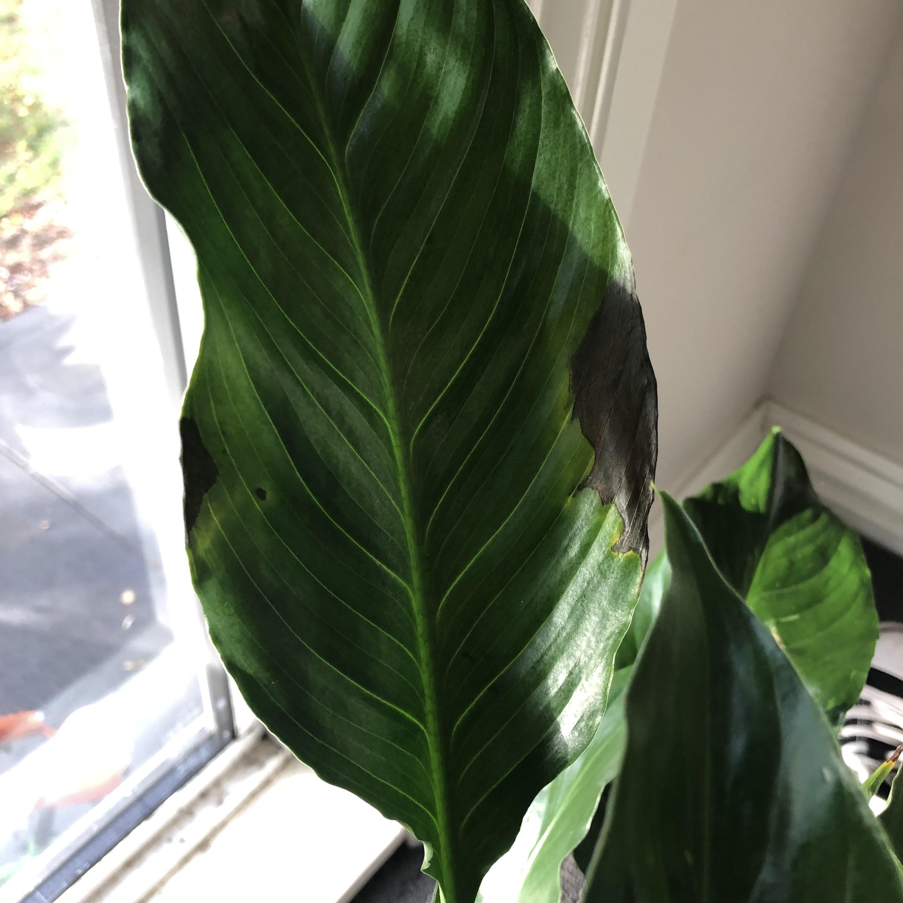 Peace Lily started developing brown spots (NOT sunburn) all over. Have
