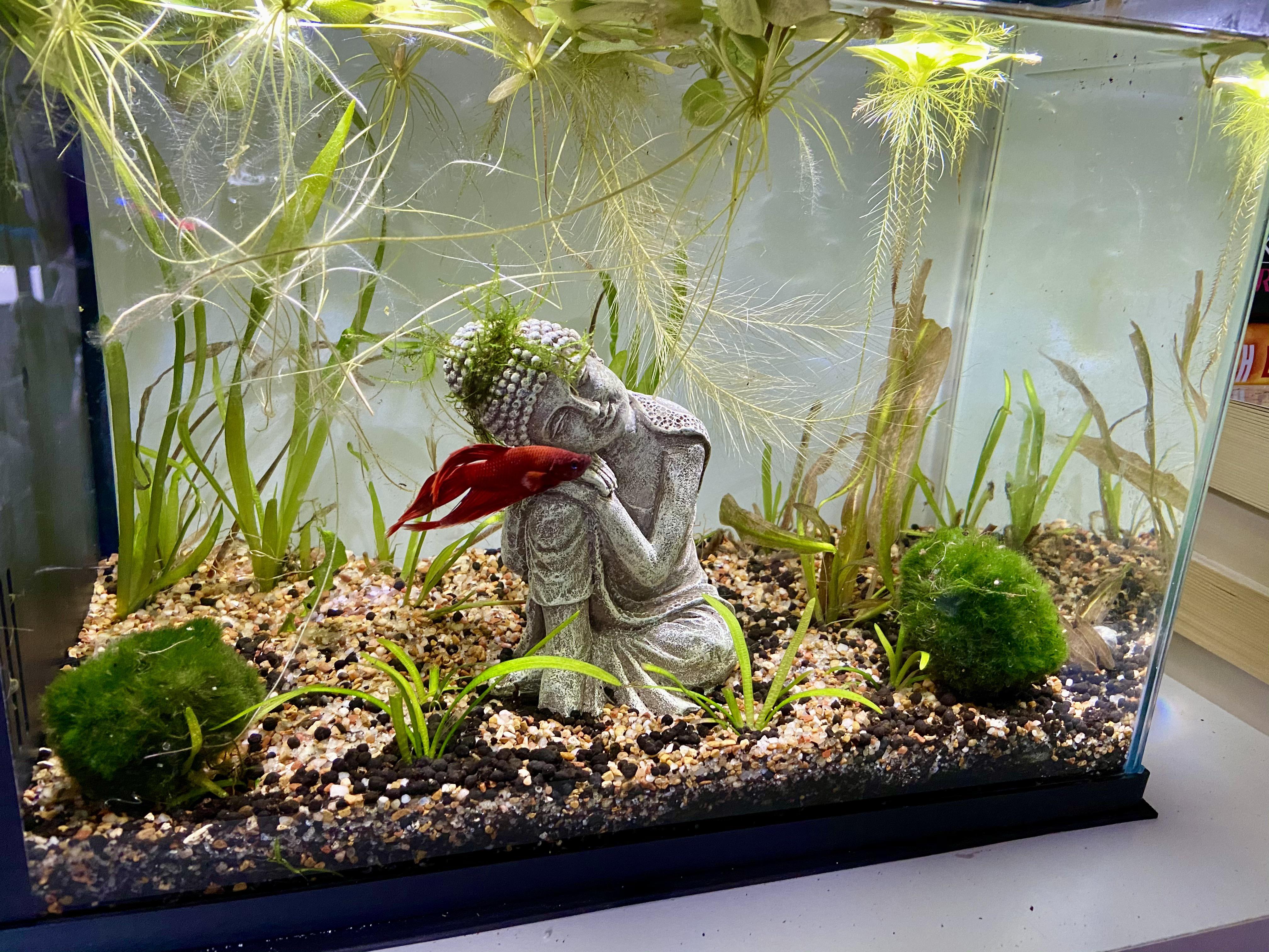 After the passing of one of my bettas I decided that this Christmas I