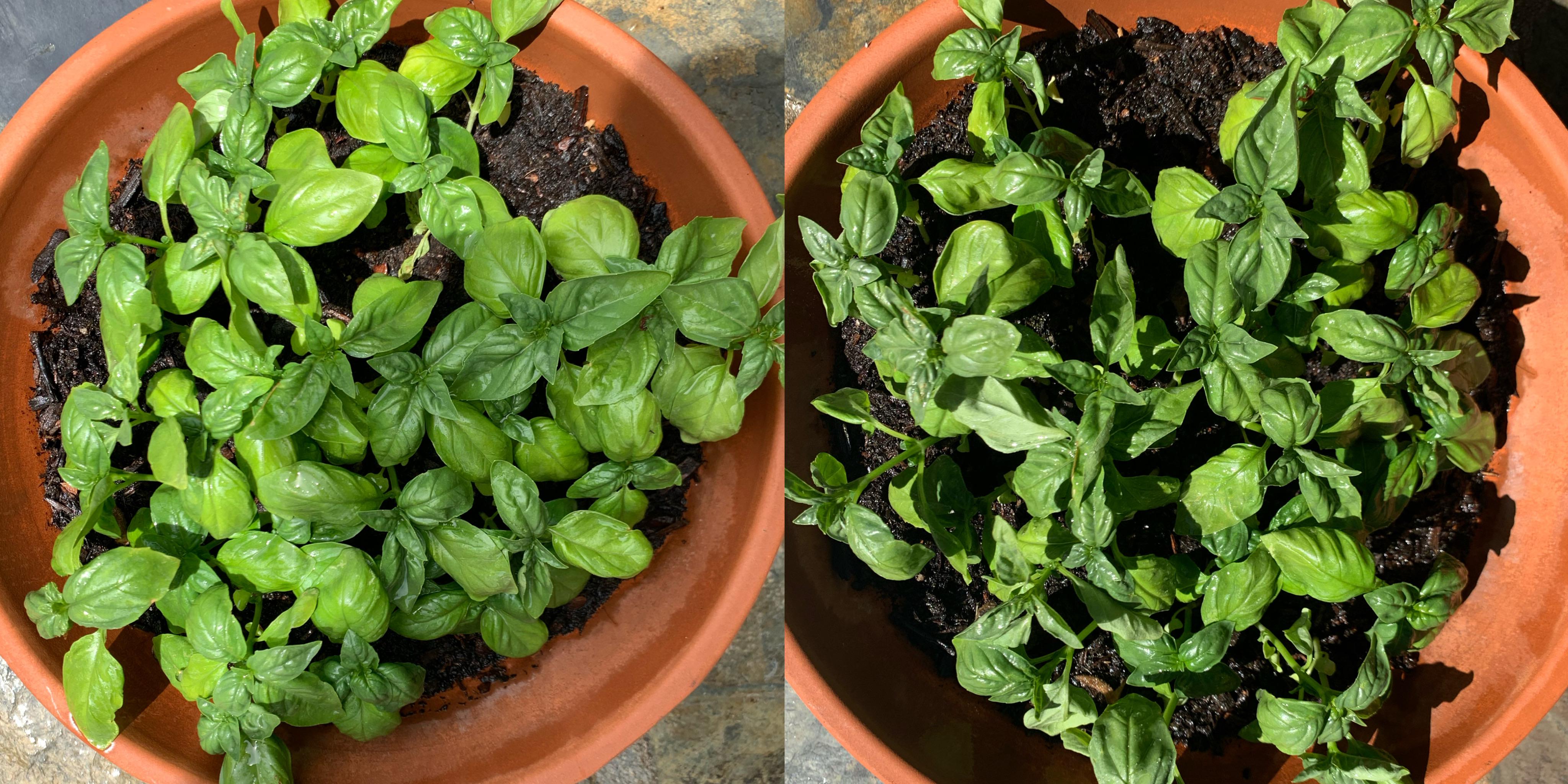 My basil leaves became super droopy all of a sudden. This is literally a one day difference. I