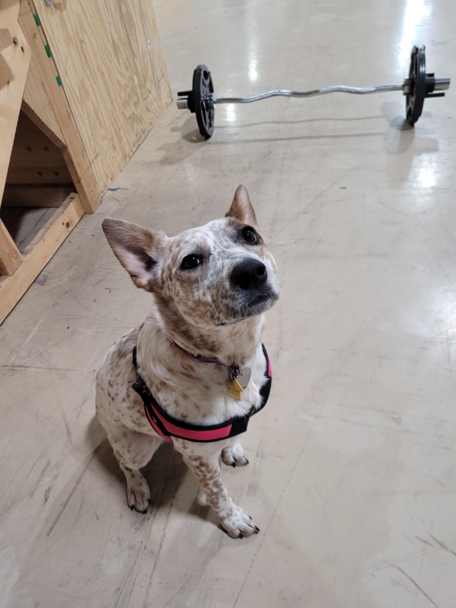 Dog training for good canine citizenship and to be a therapy dog in the