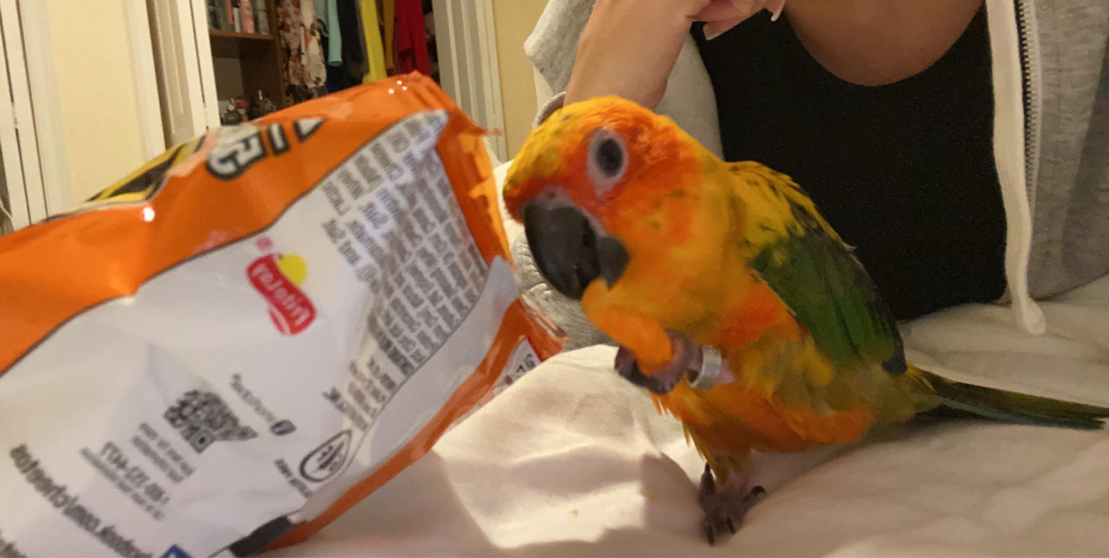 Never Leave Cheetos Unattended Around A Moldy Cheeto r/parrots
