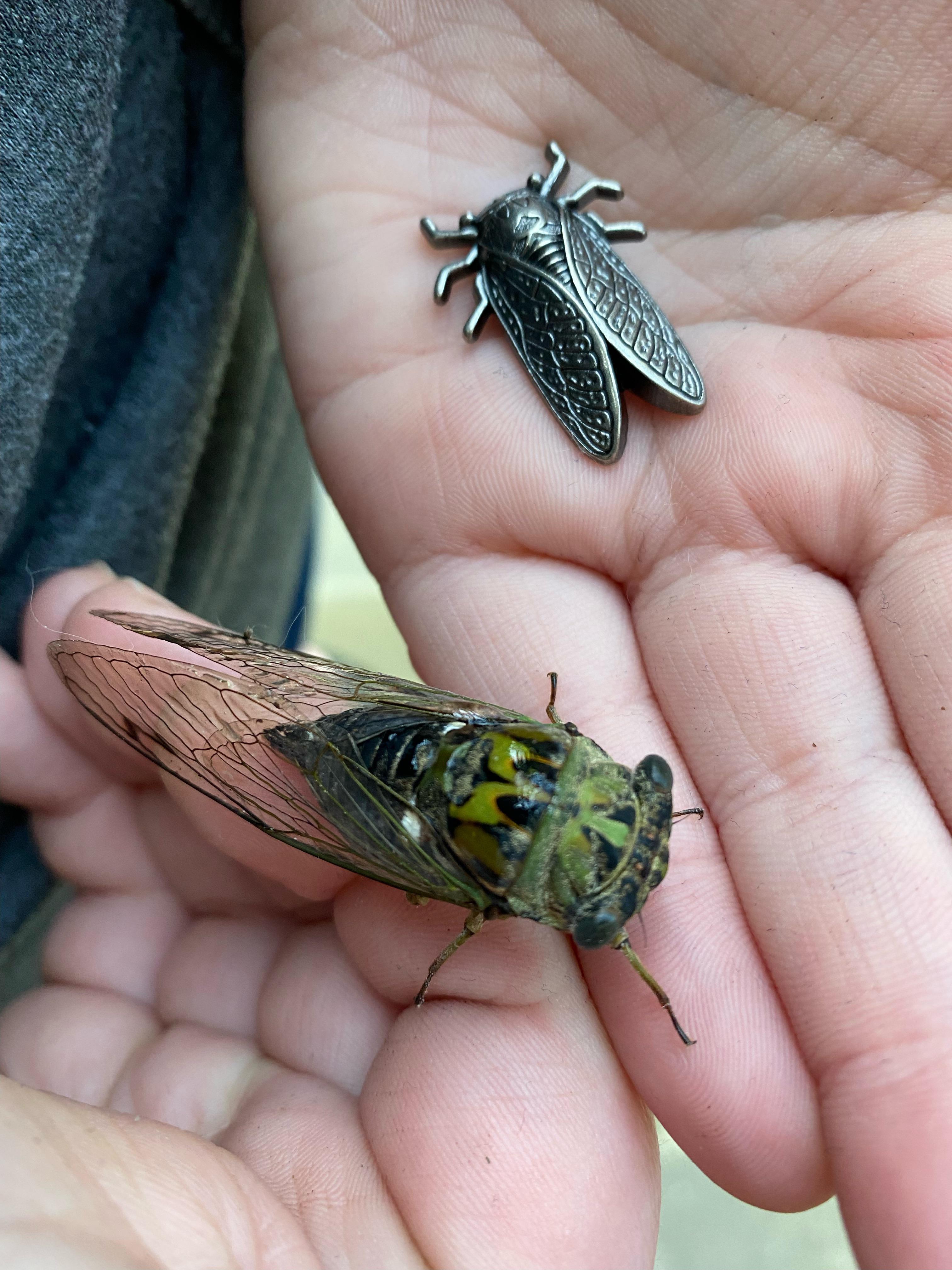 I always carry this metal cicada as a good luck charm and found this