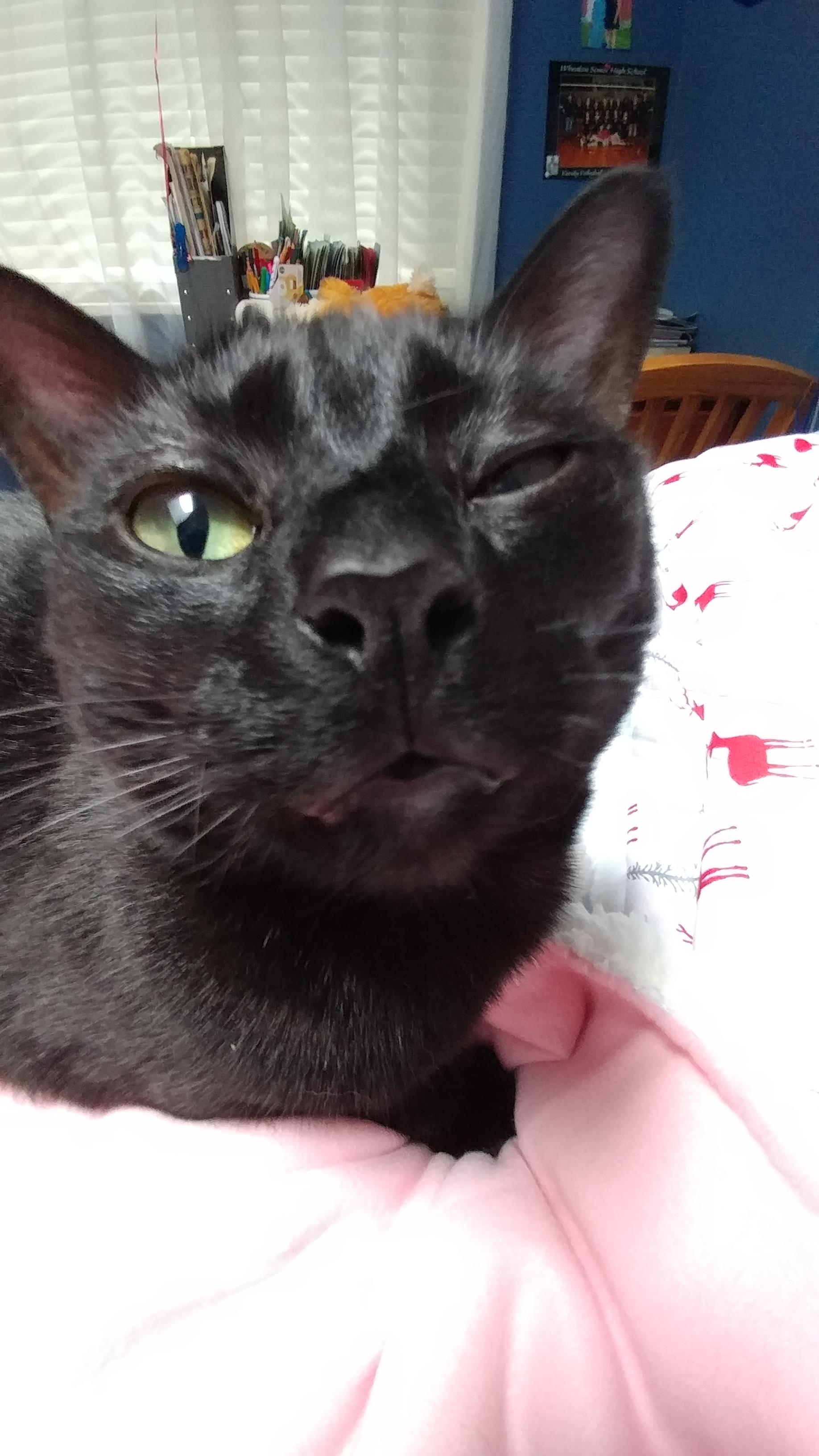 Help! She can't open her eye. r/cats