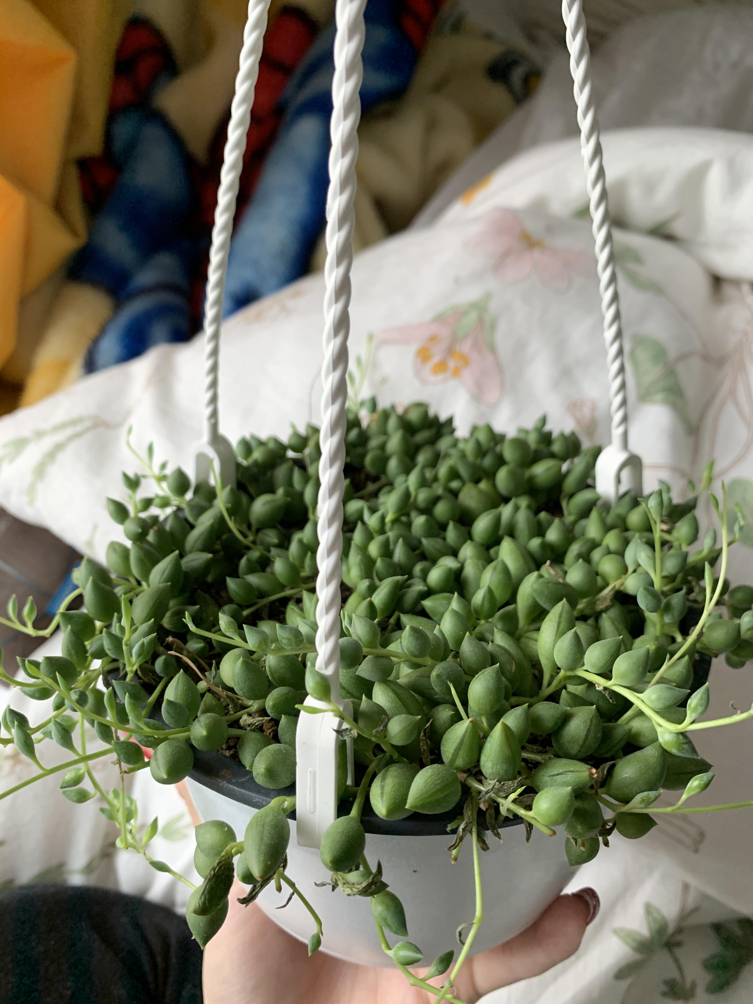 String of beads shrivelling only on one side of the plant