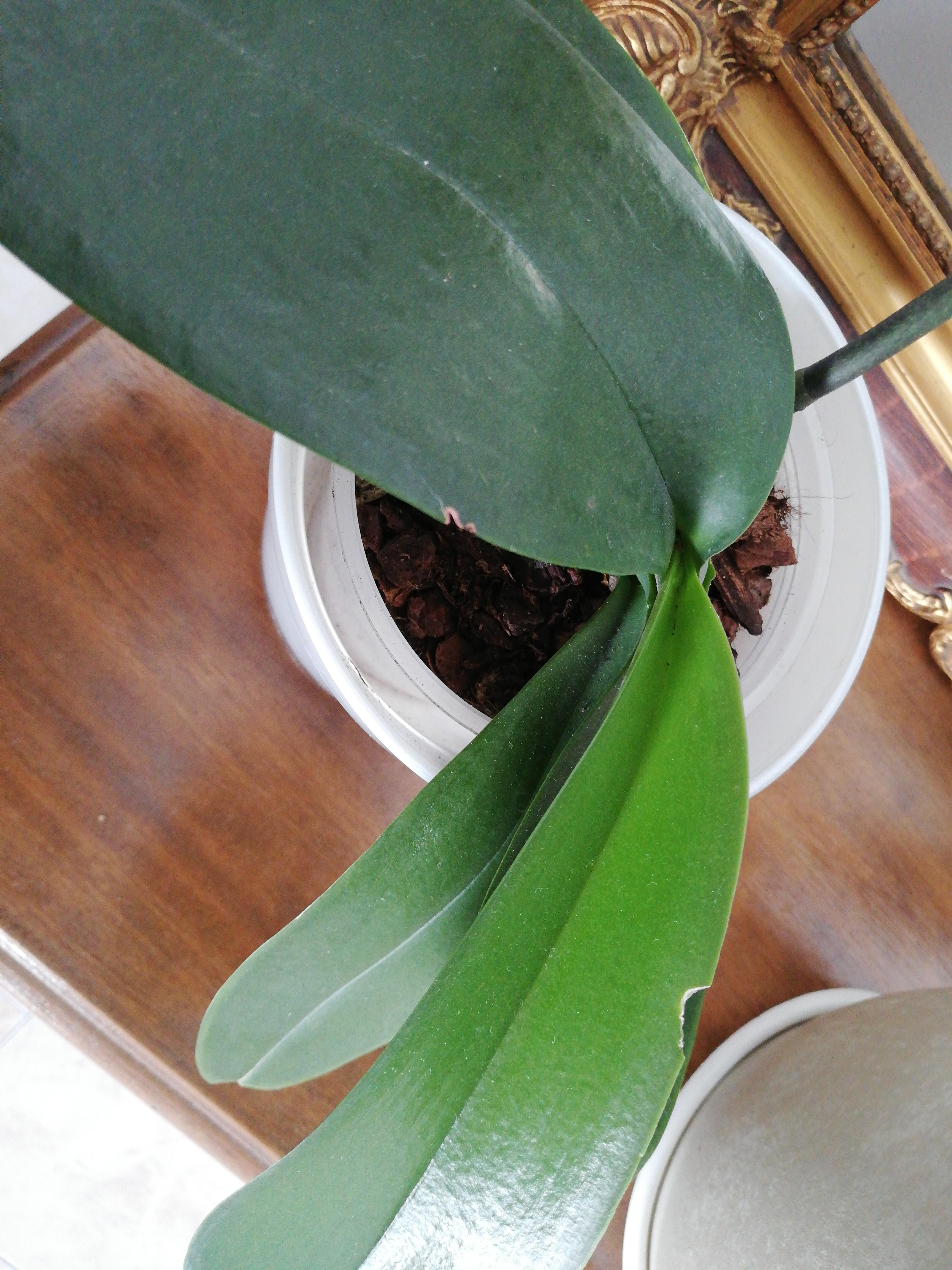 Is there something eating my orchid? I spotted some white insects in