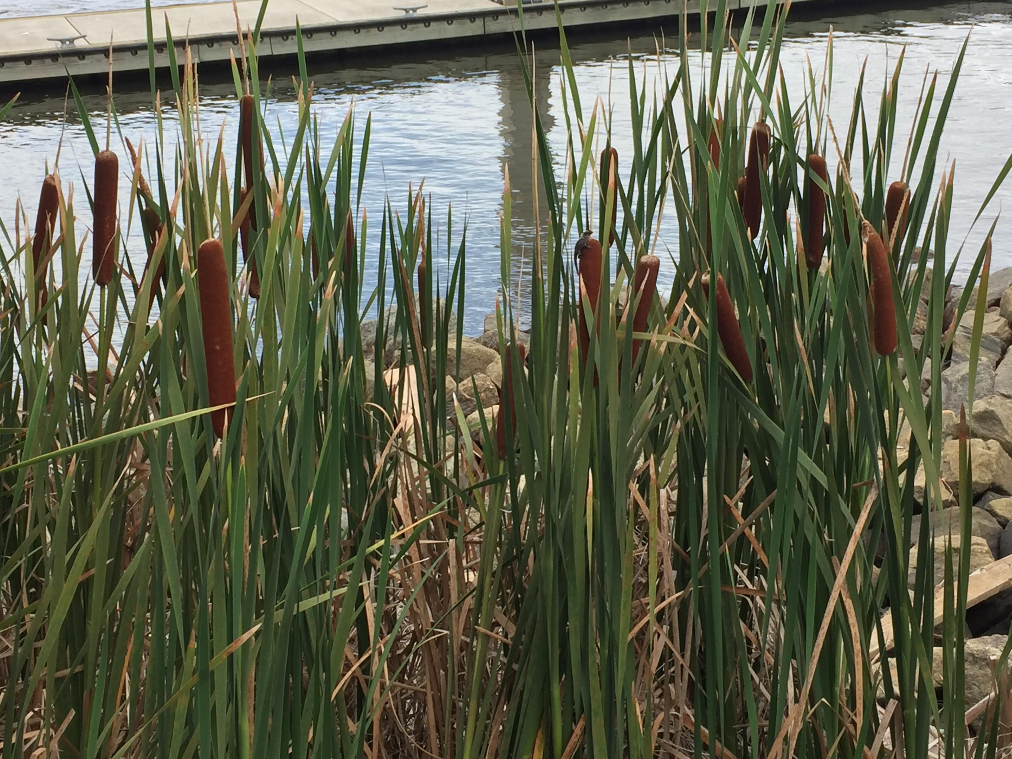 LPT Fourth of July is less than a month away. Plant your hot dog seeds