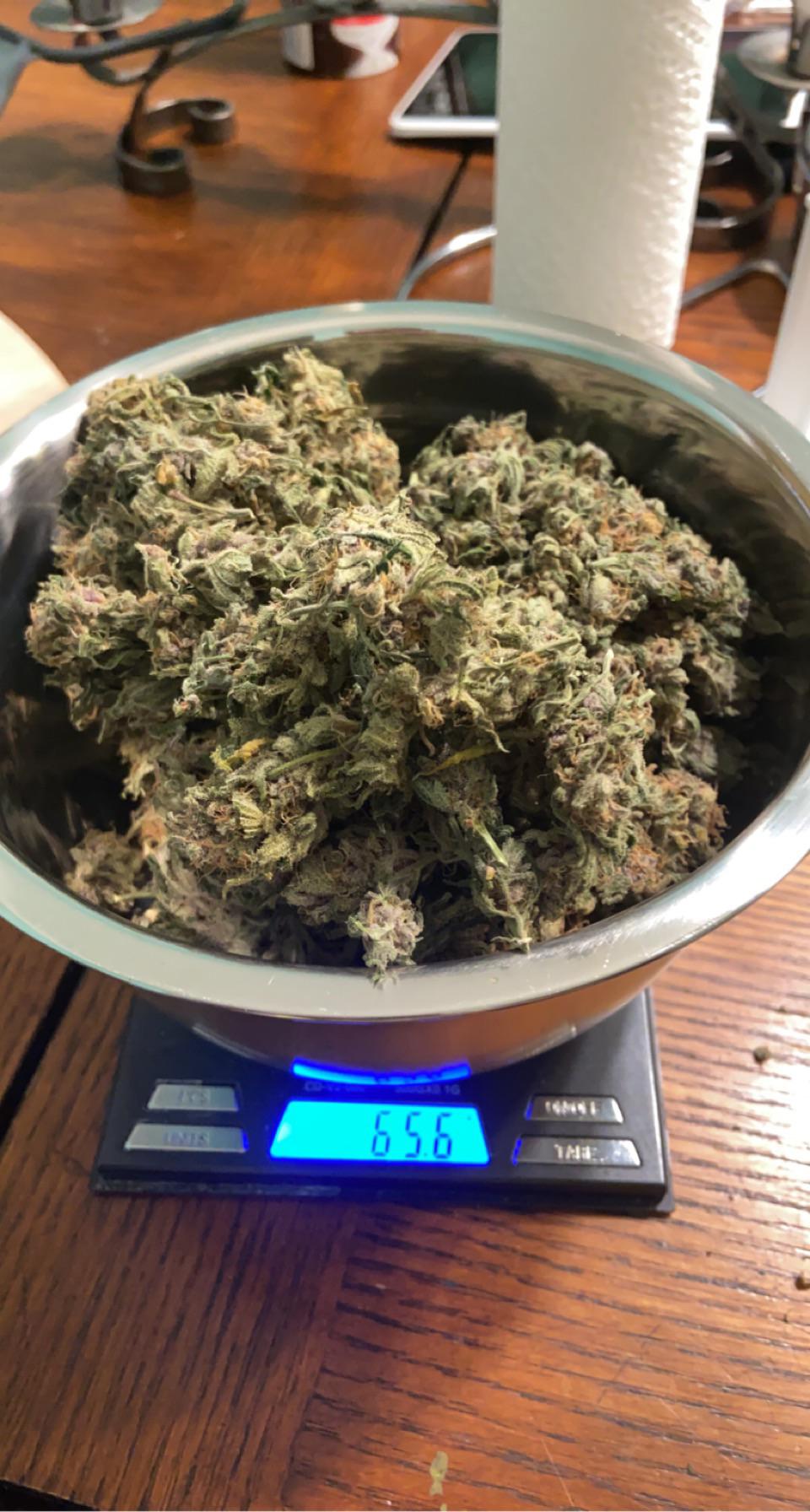 First harvest ever, space bucket. Illicit kck strain. Could’ve probably