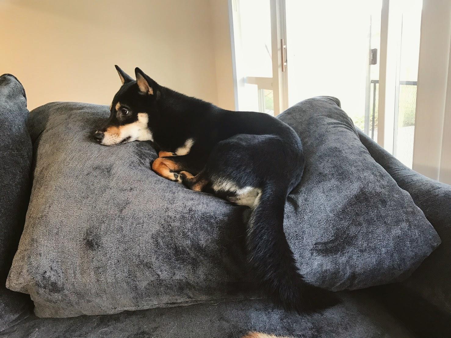 Unfurled Shiba Tail r/shiba