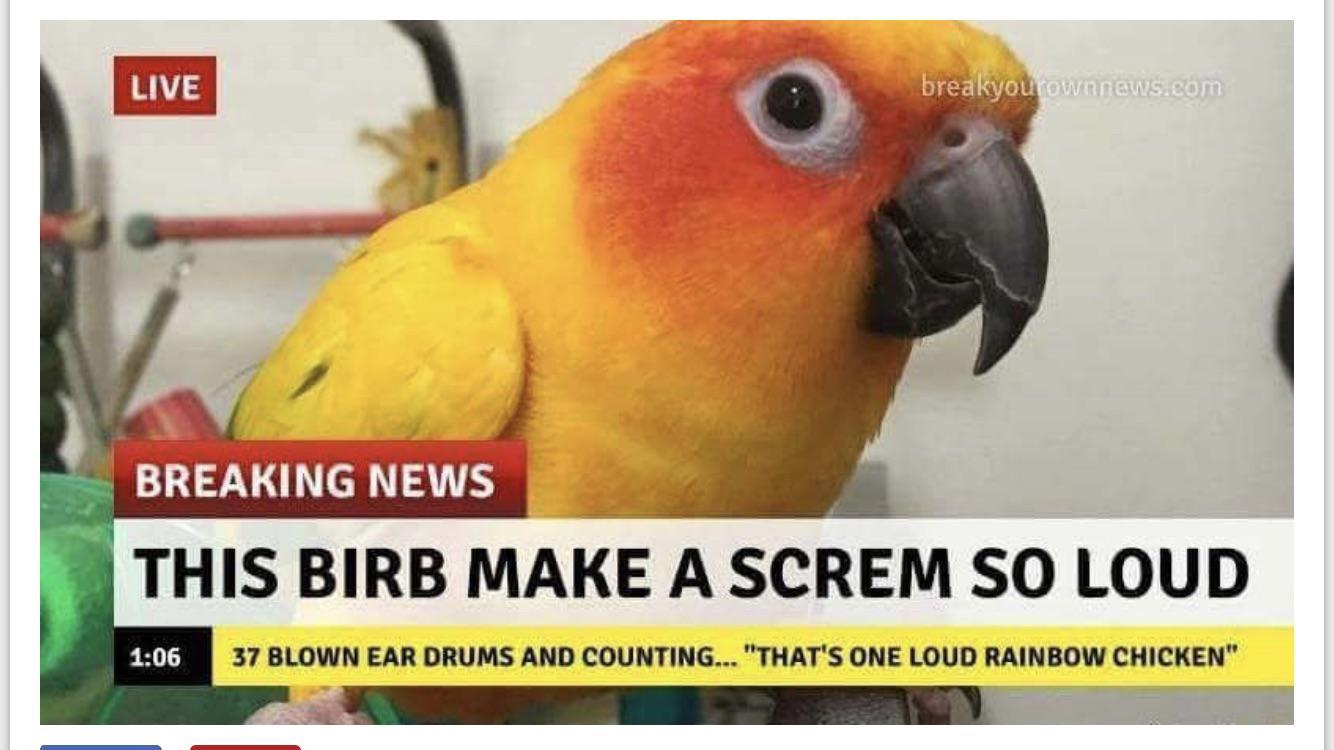 Loud Rainbow Chicken r/cremposting