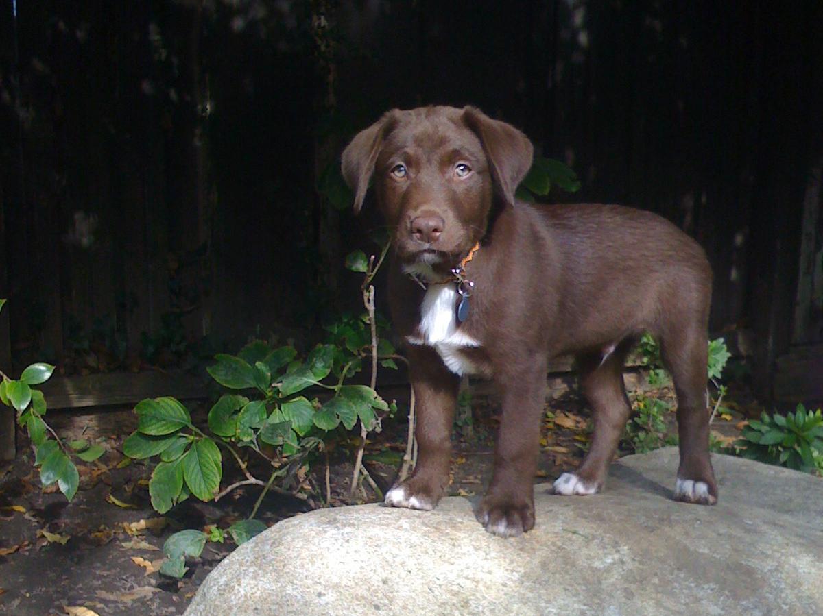 Aloha! I'm Koa and I'm a Border Collie/Chocolate Lab mix r/Eyebleach