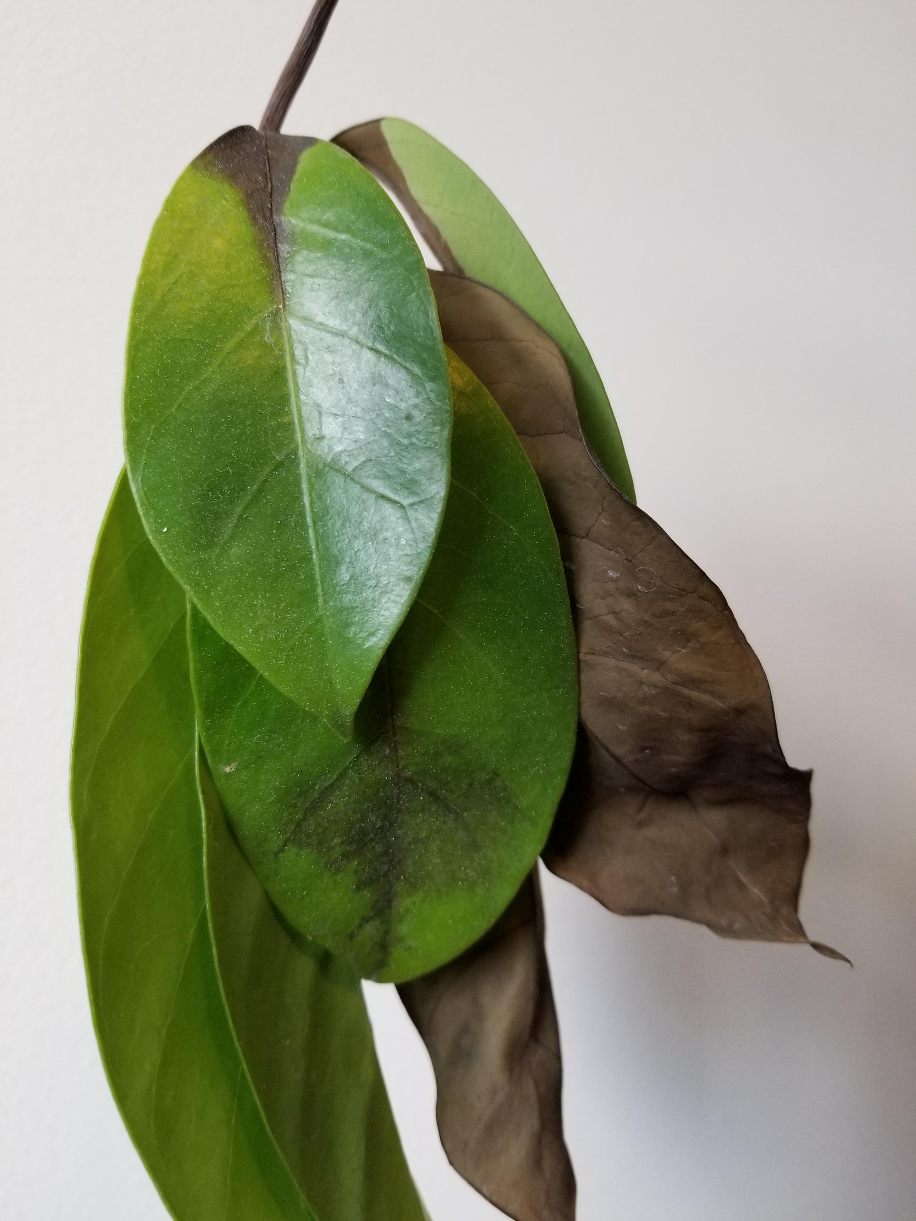 What's killing my Schefflera? r/houseplants