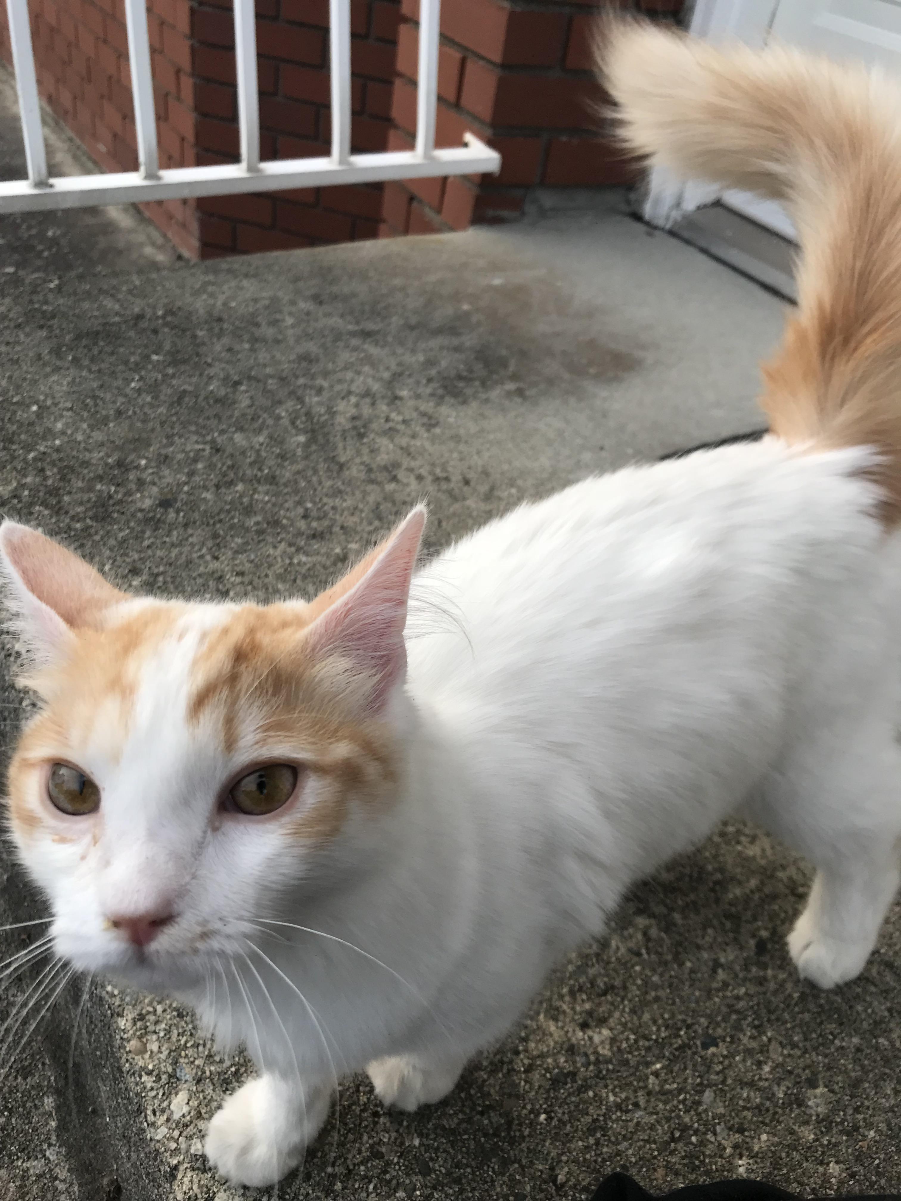 lost white cat near Oakridge/QE Park r/vancouver