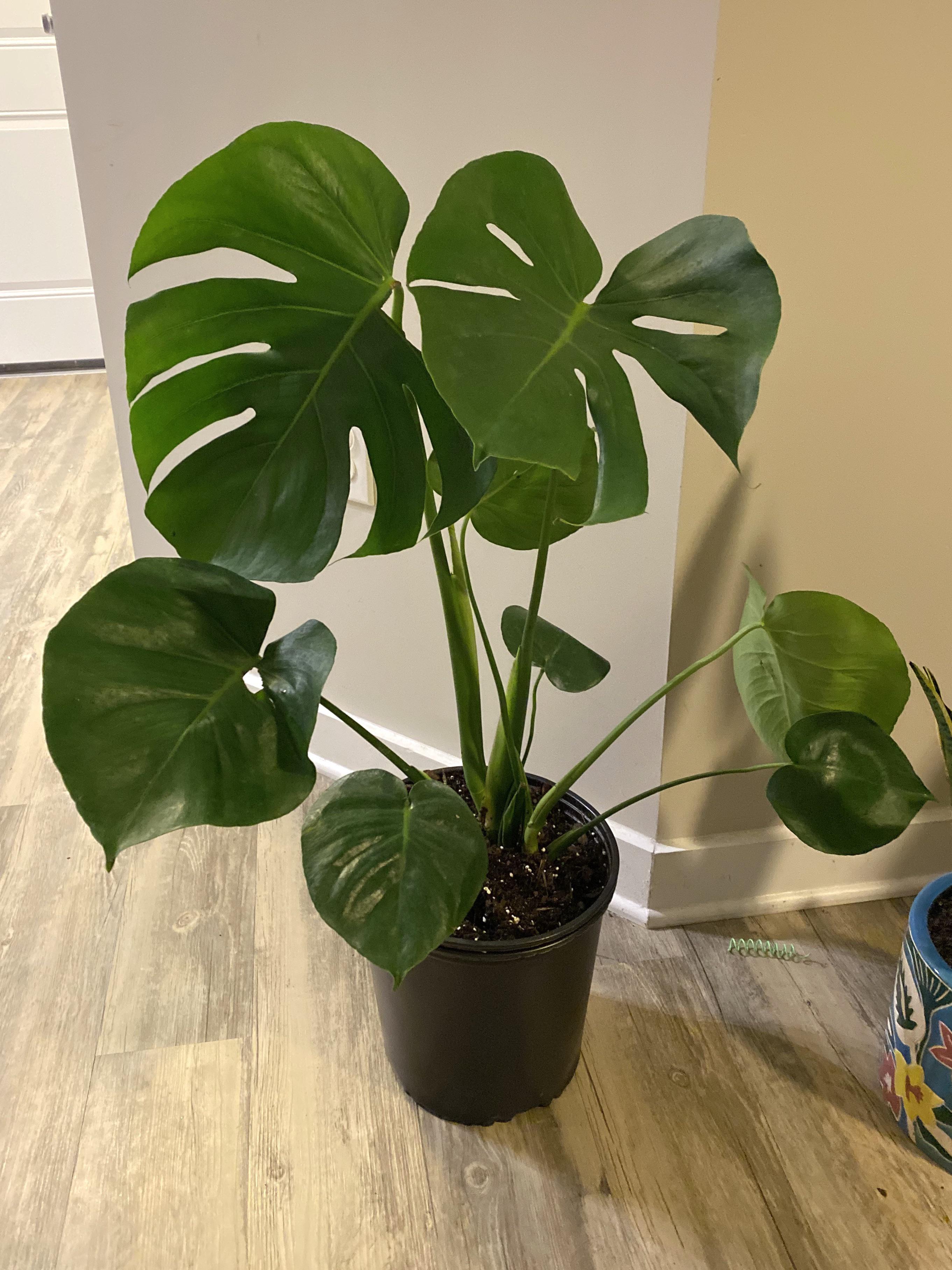 THIS WAS 10 AT KROGER r/houseplants