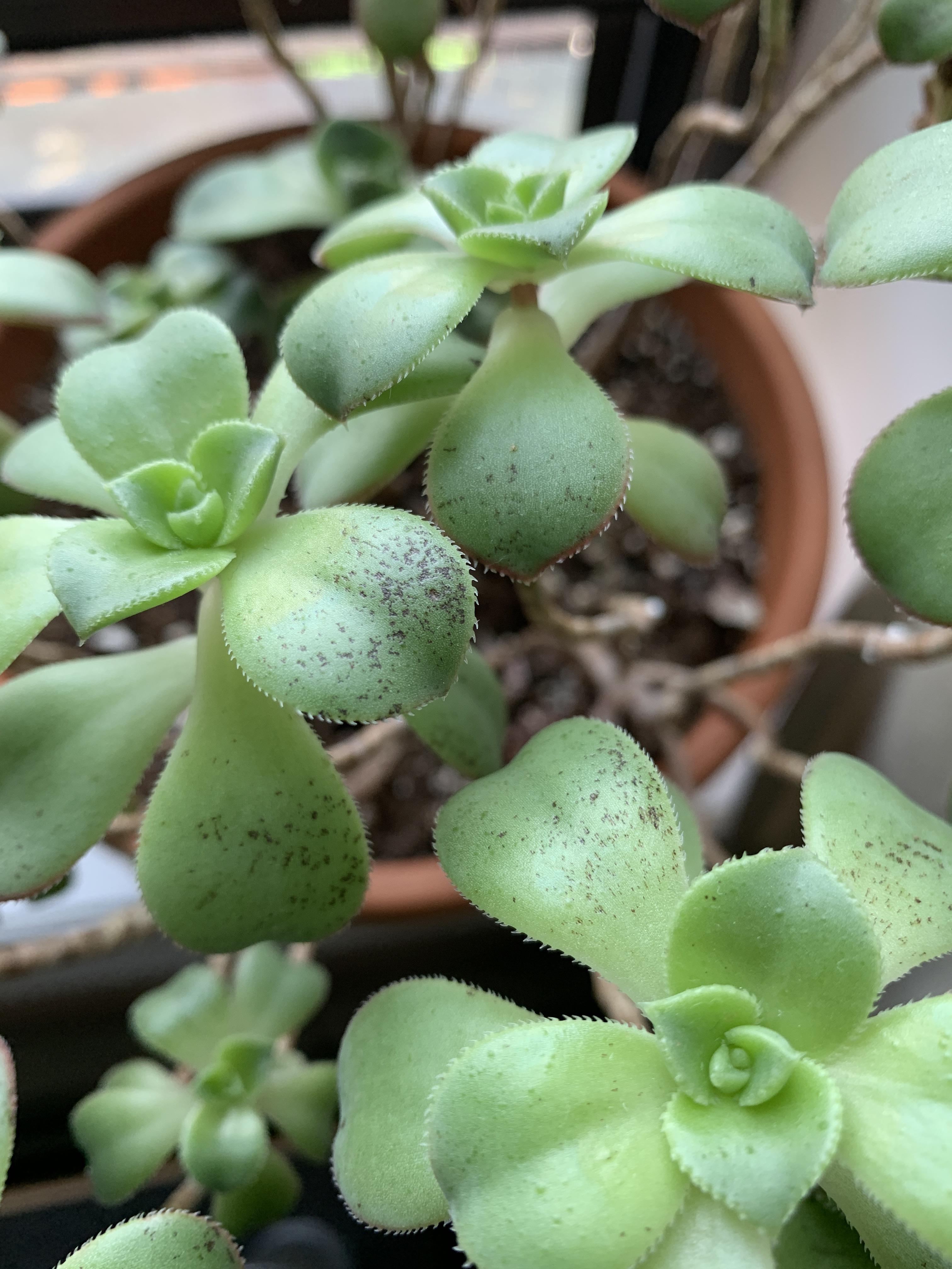 Help! Black spots on the leaves of my succulent. r/succulents