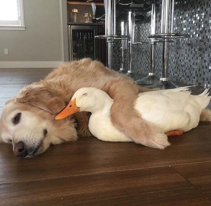 Dog and duck r/aww