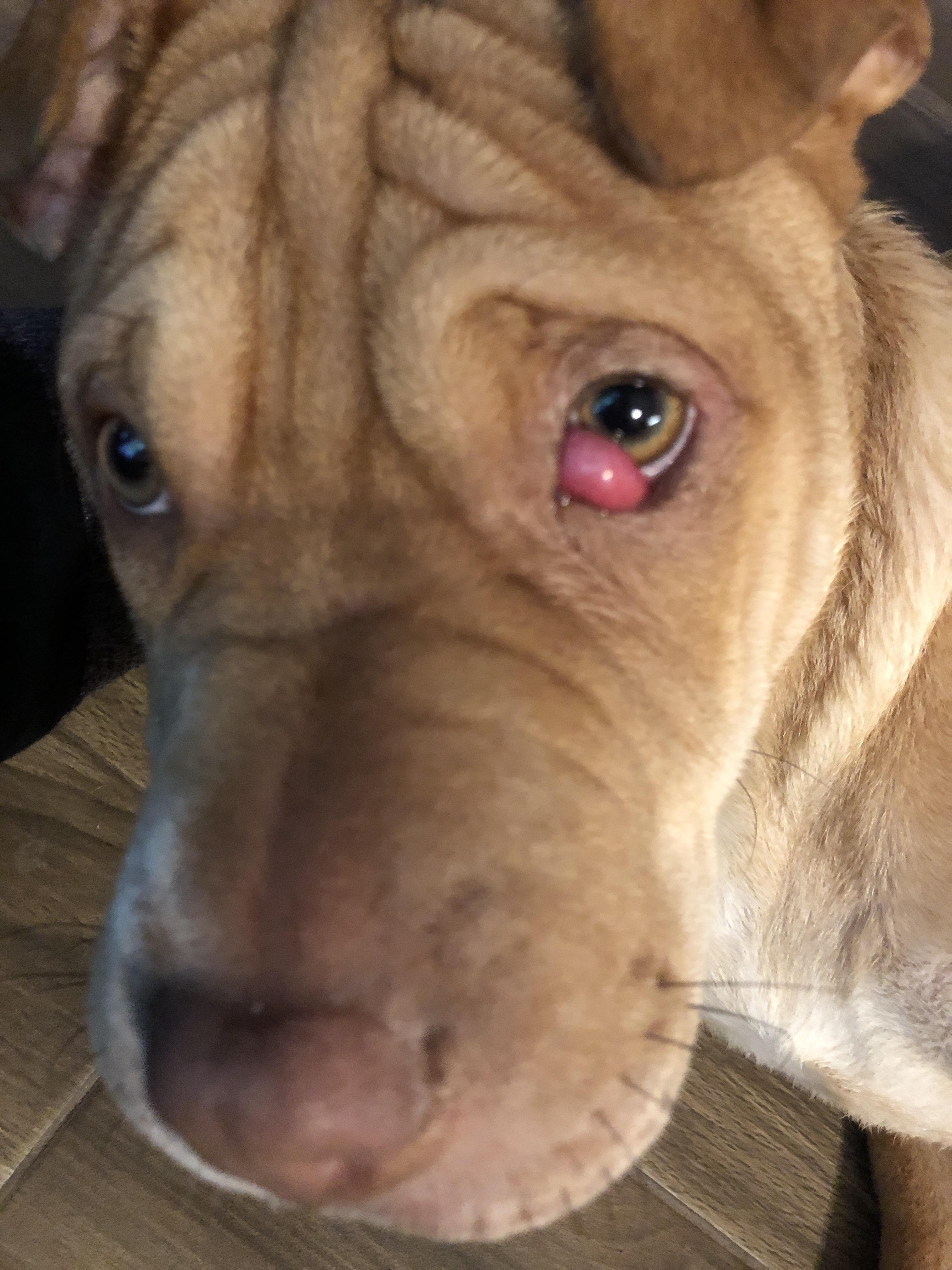 Anyone know how to get rid of this cherry eye that’s not with surgery