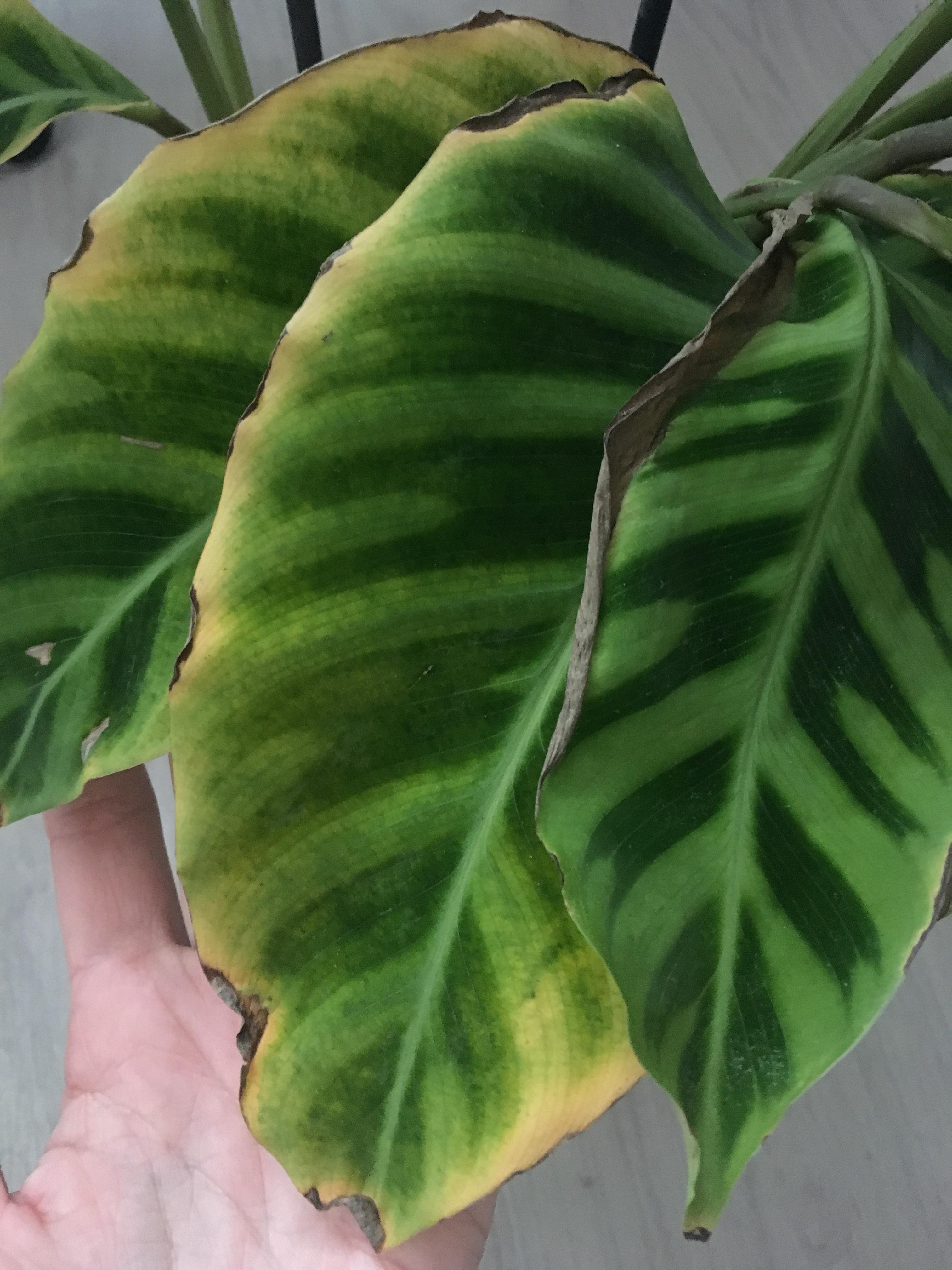 My Calathea zebrina is drooping and yellowing all of a suden? She sits