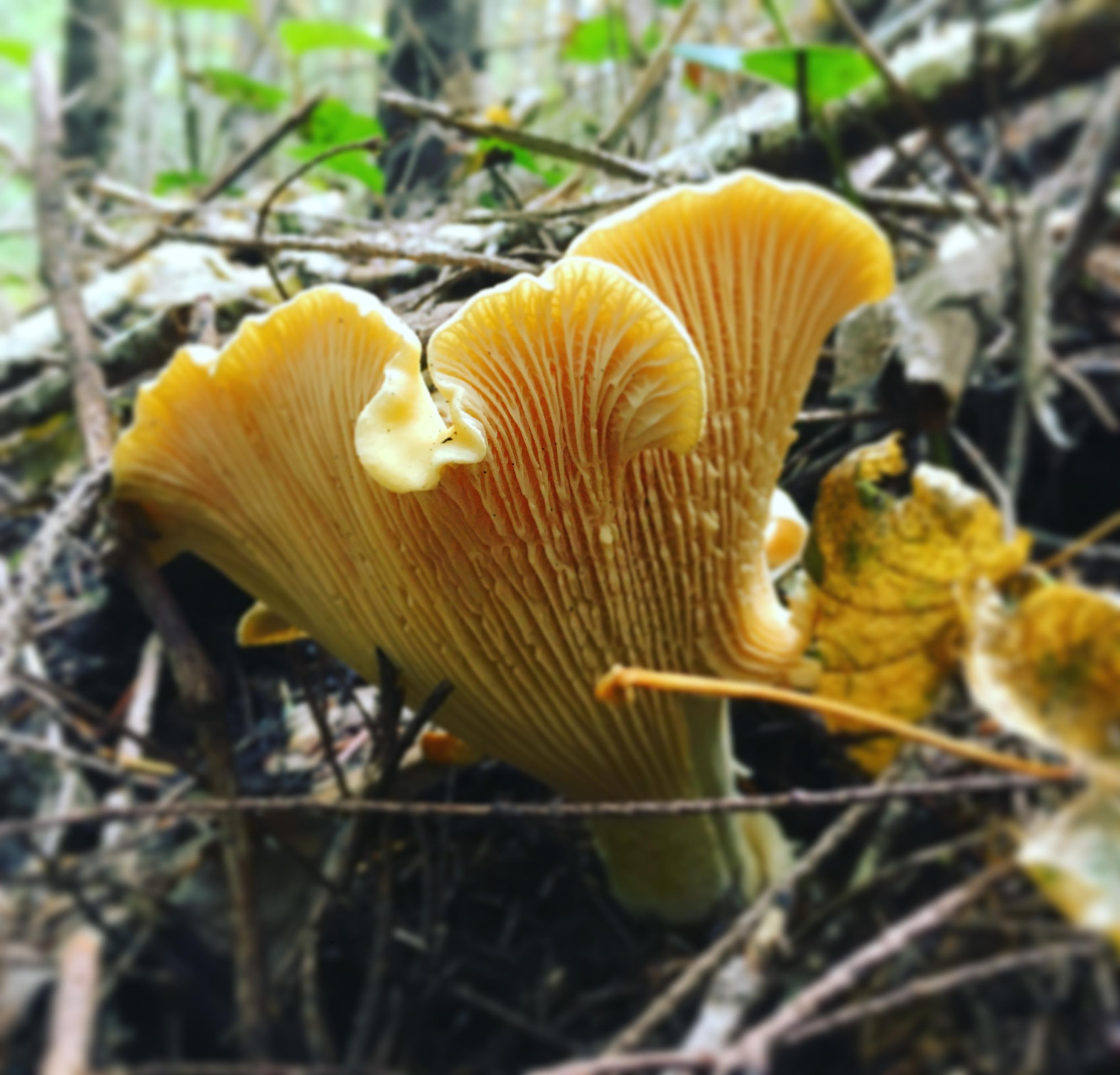 Chanterelle season in the PNW has been great this year. r/mycology