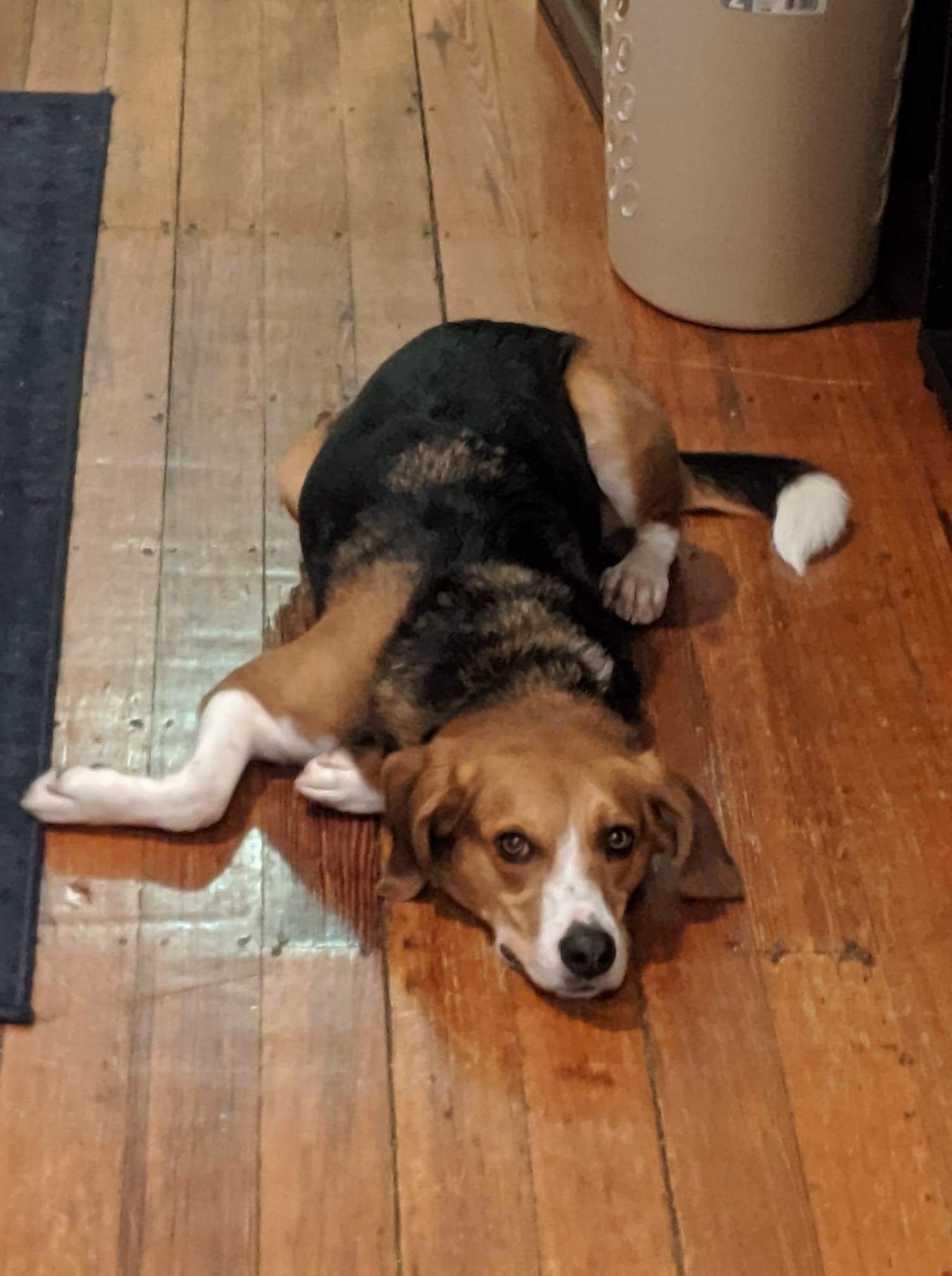 Help!!! Is my dog broken? WhatsWrongWithYourDog