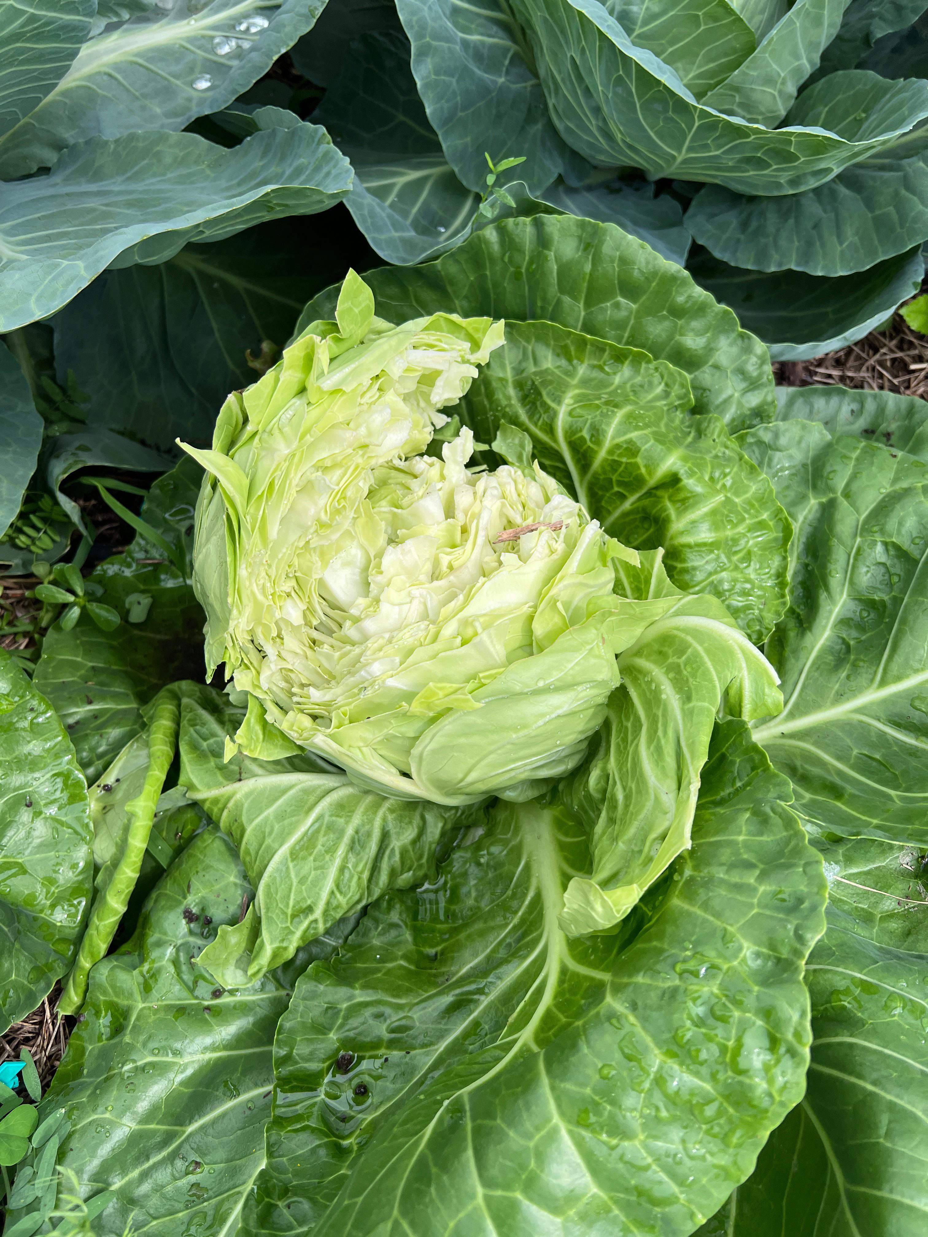 What’s eating my cabbage? r/gardening