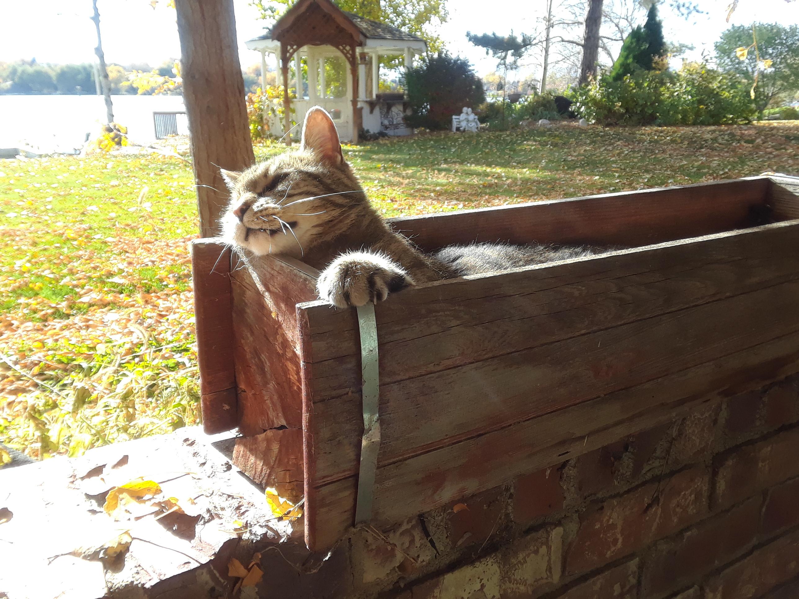 Cat plant was a success! Nearly ready for harvest. 😅 r/cats