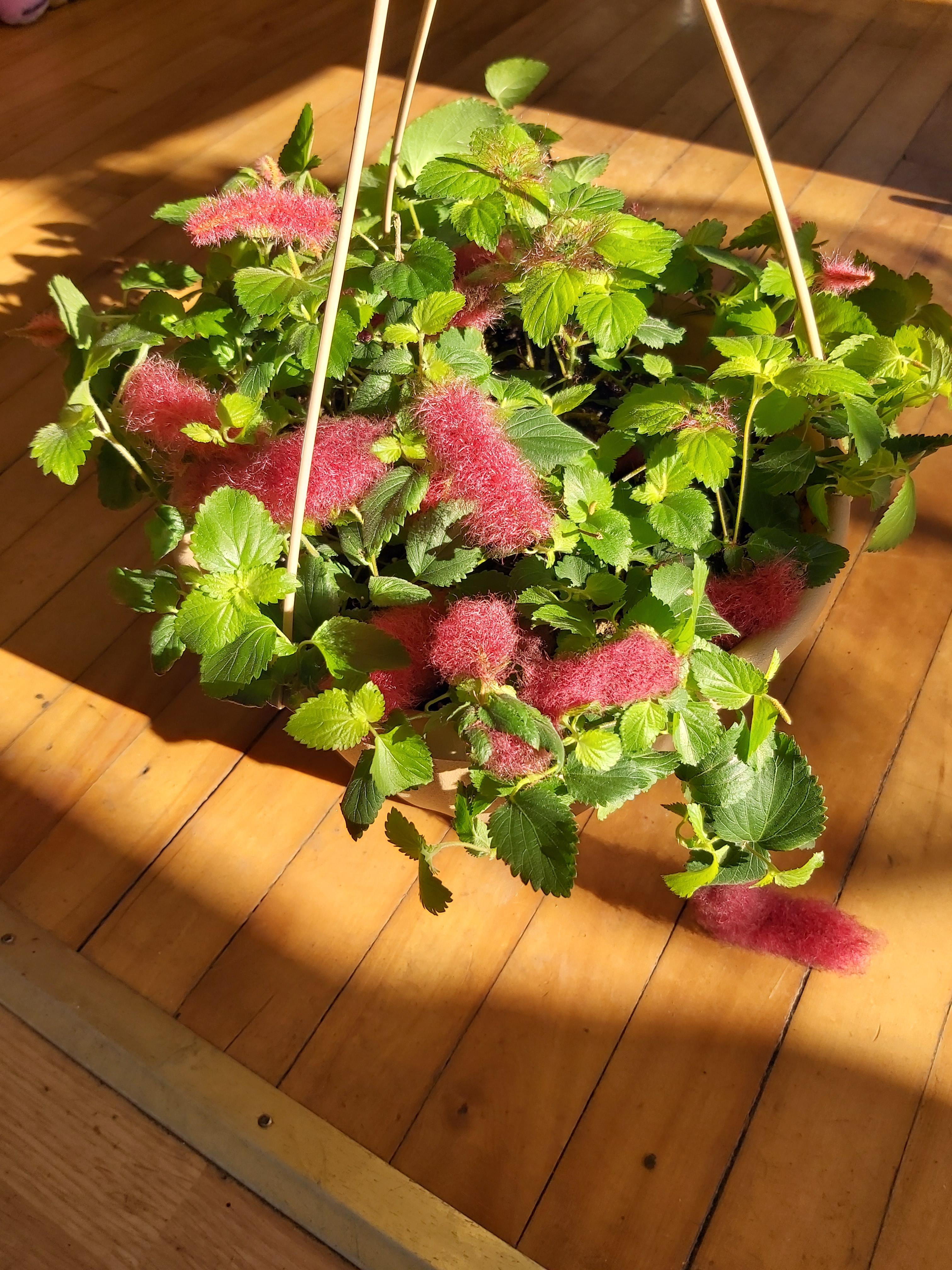 This is a Chenille Plant, which translates to Caterpillar in French