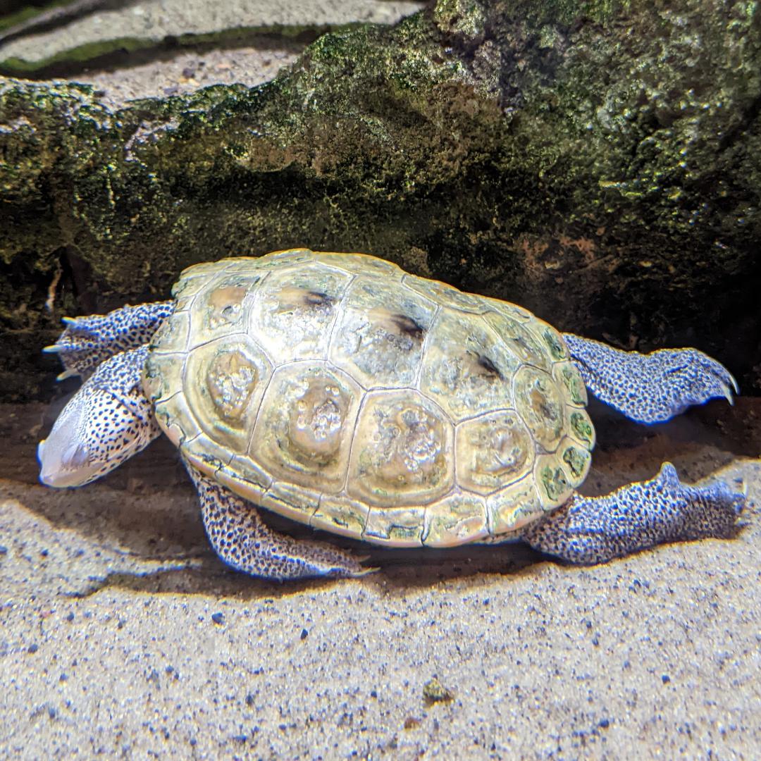 Best Diamondback Terrapin Posts Reddit