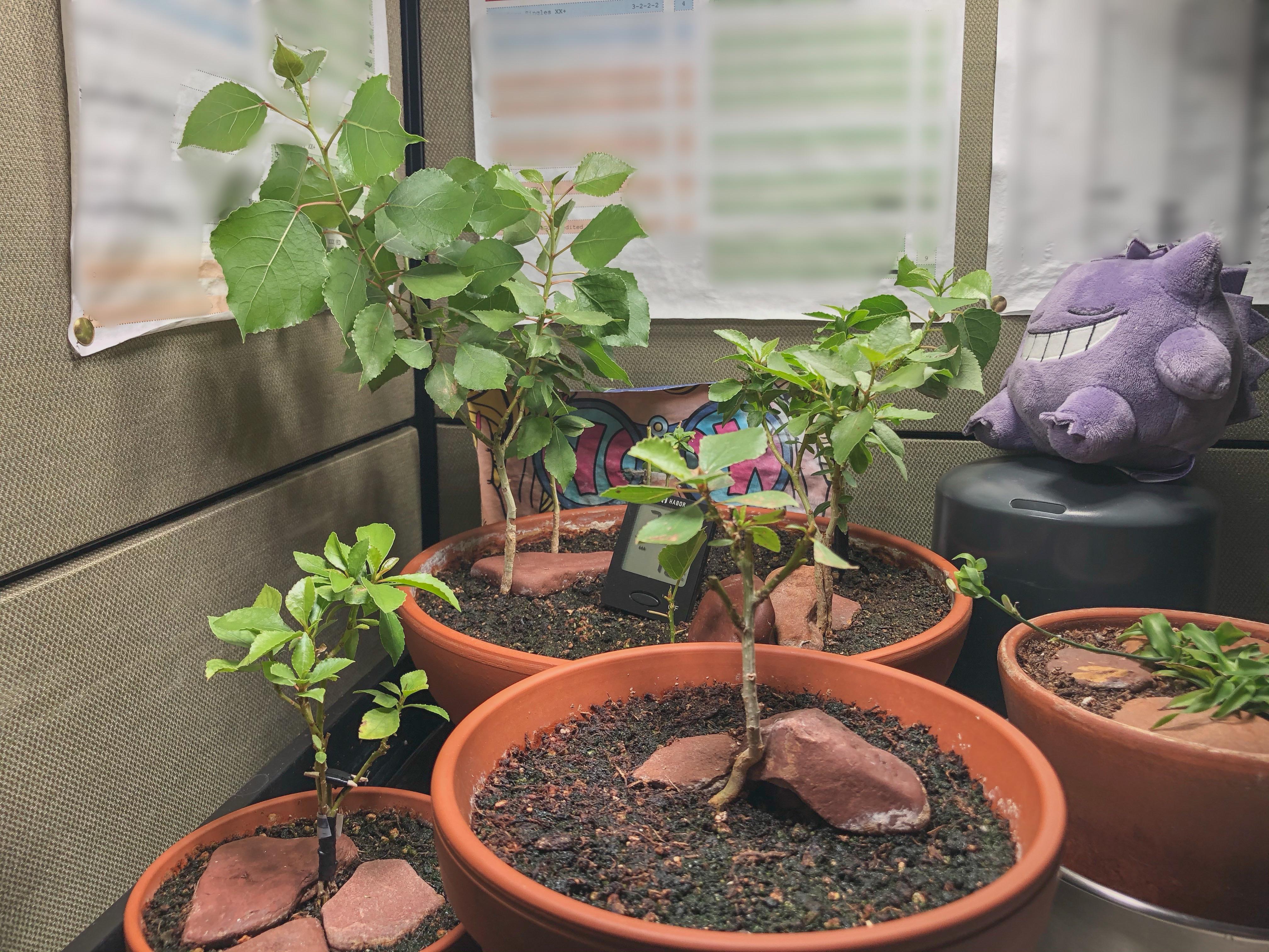 My office desk cottonwoods. r/Bonsai
