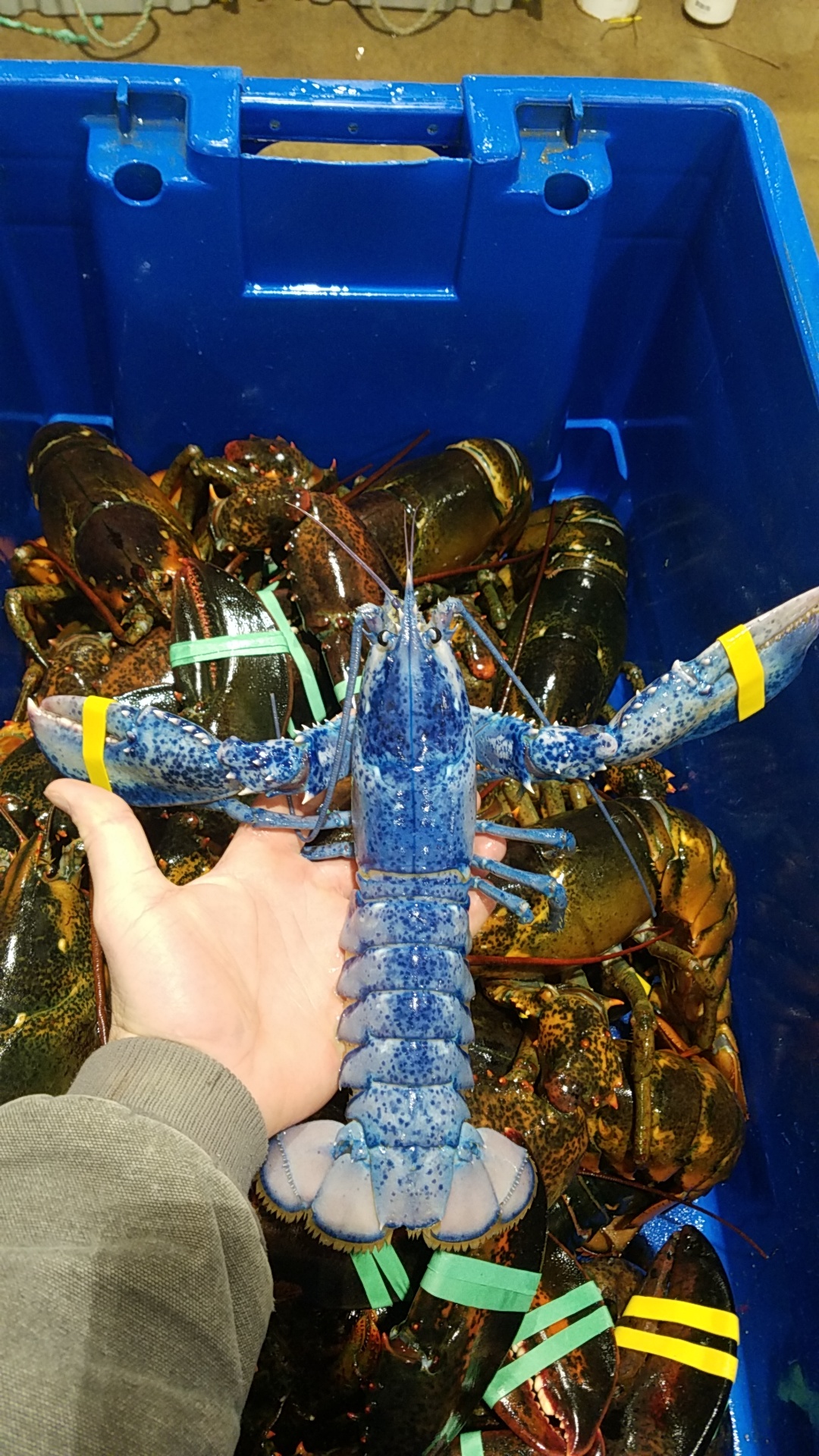 Ive work at lobster pound for 4 years and had over 20 million pounds