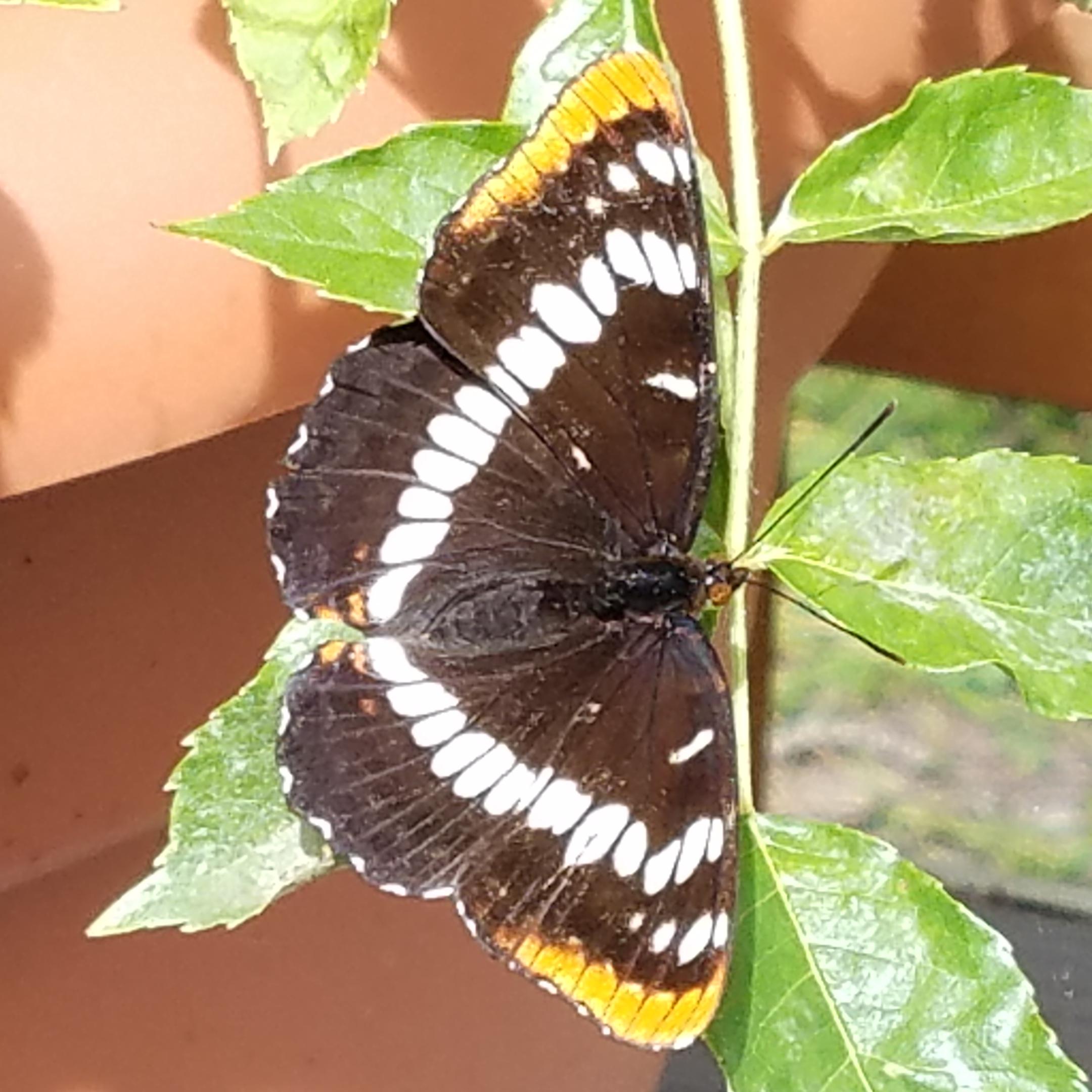 Butterfly on the roses, western Washington state r/whatsthisbug