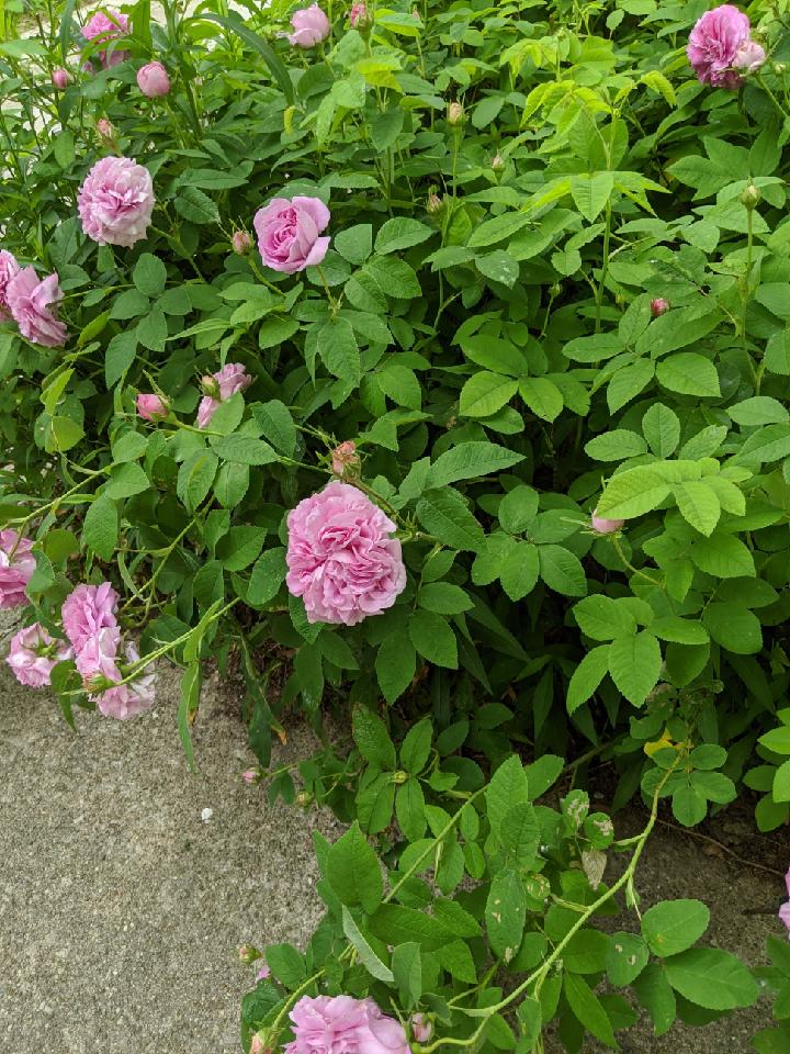 This one's for a friend. NE Ohio r/whatsthisplant