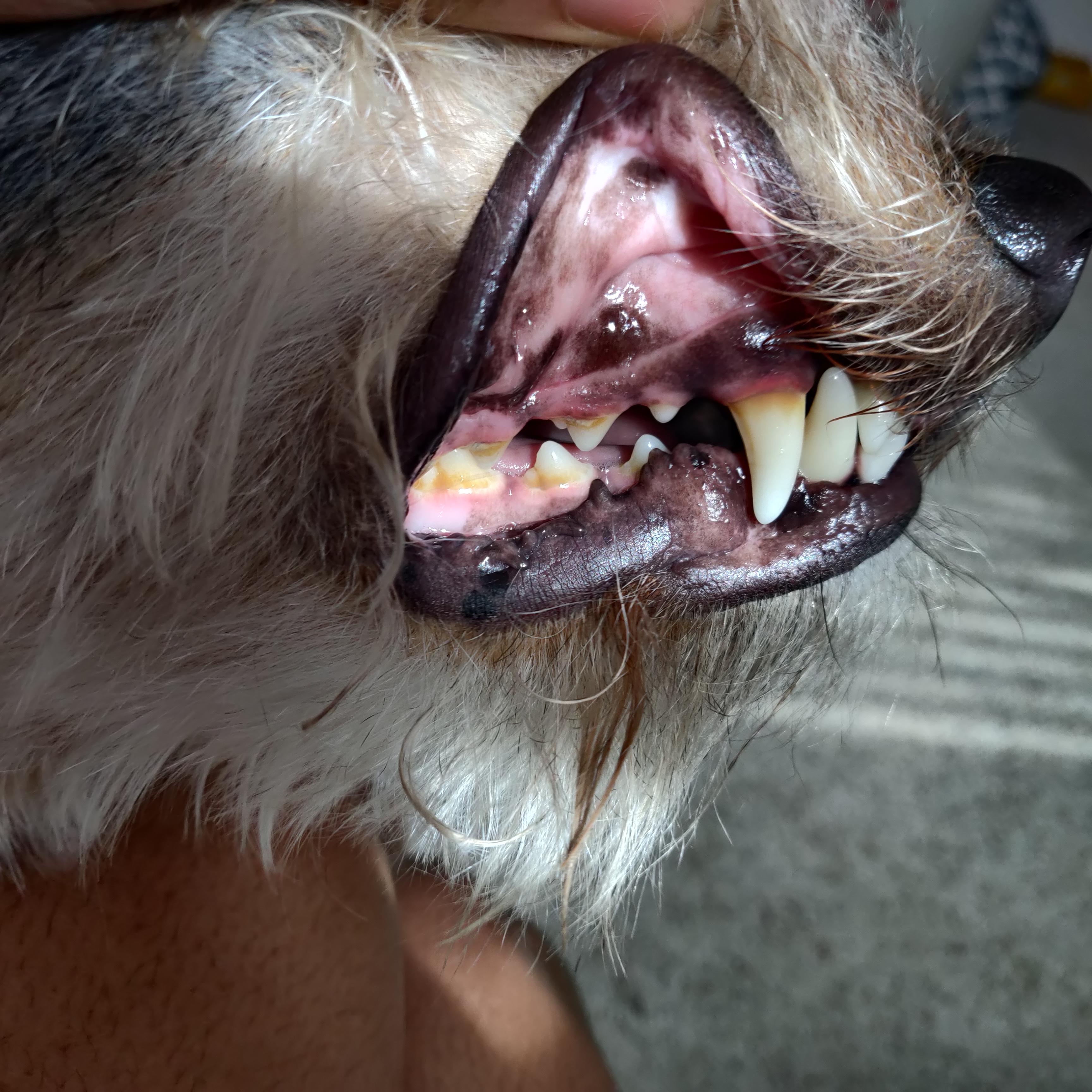 I Need An AtHome Solution To Help Clean My Dog's Teeth. Sprays and DIY