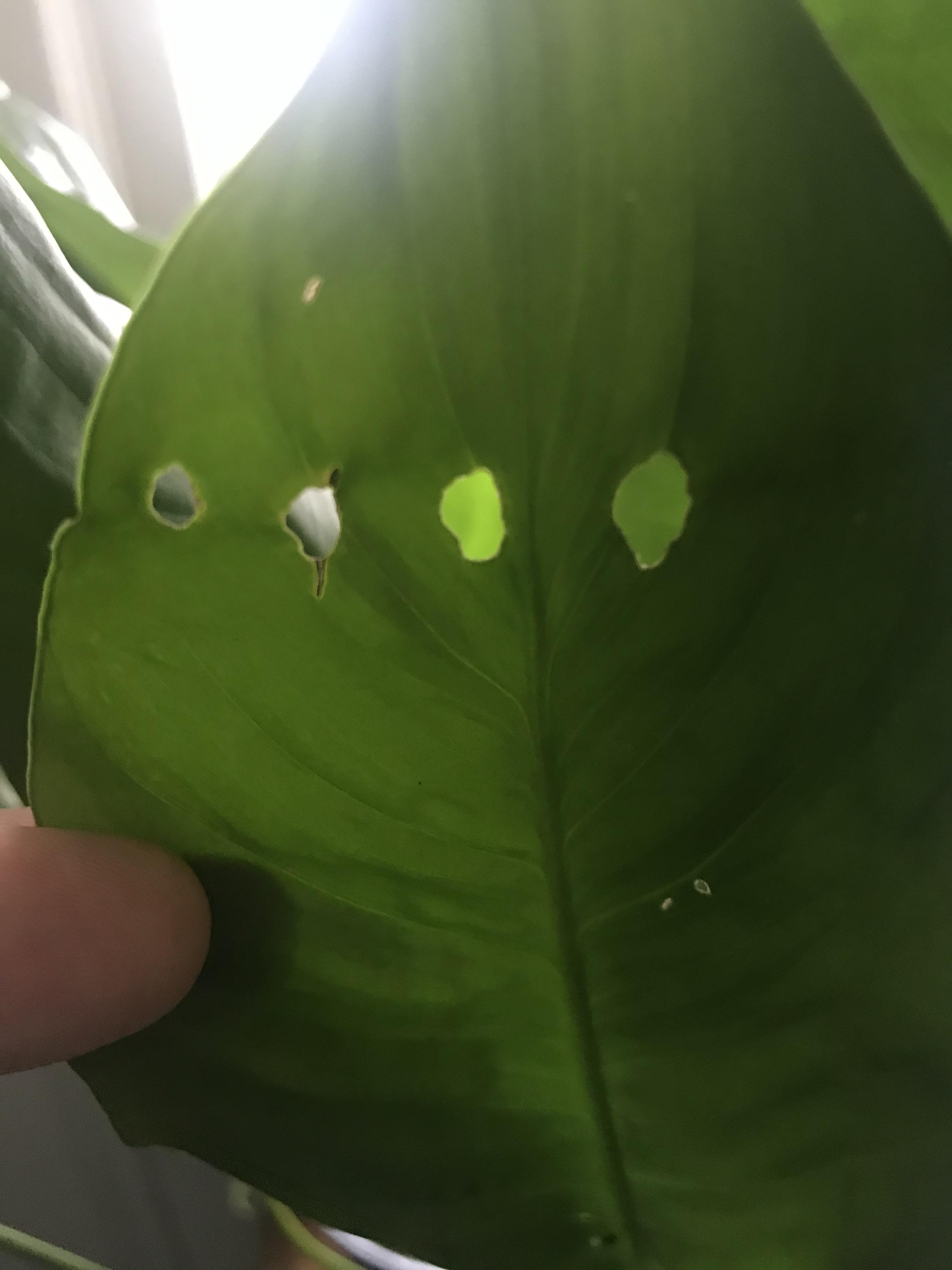 What’s eating my Peace Lily? I’ve searched for bugs, but found none