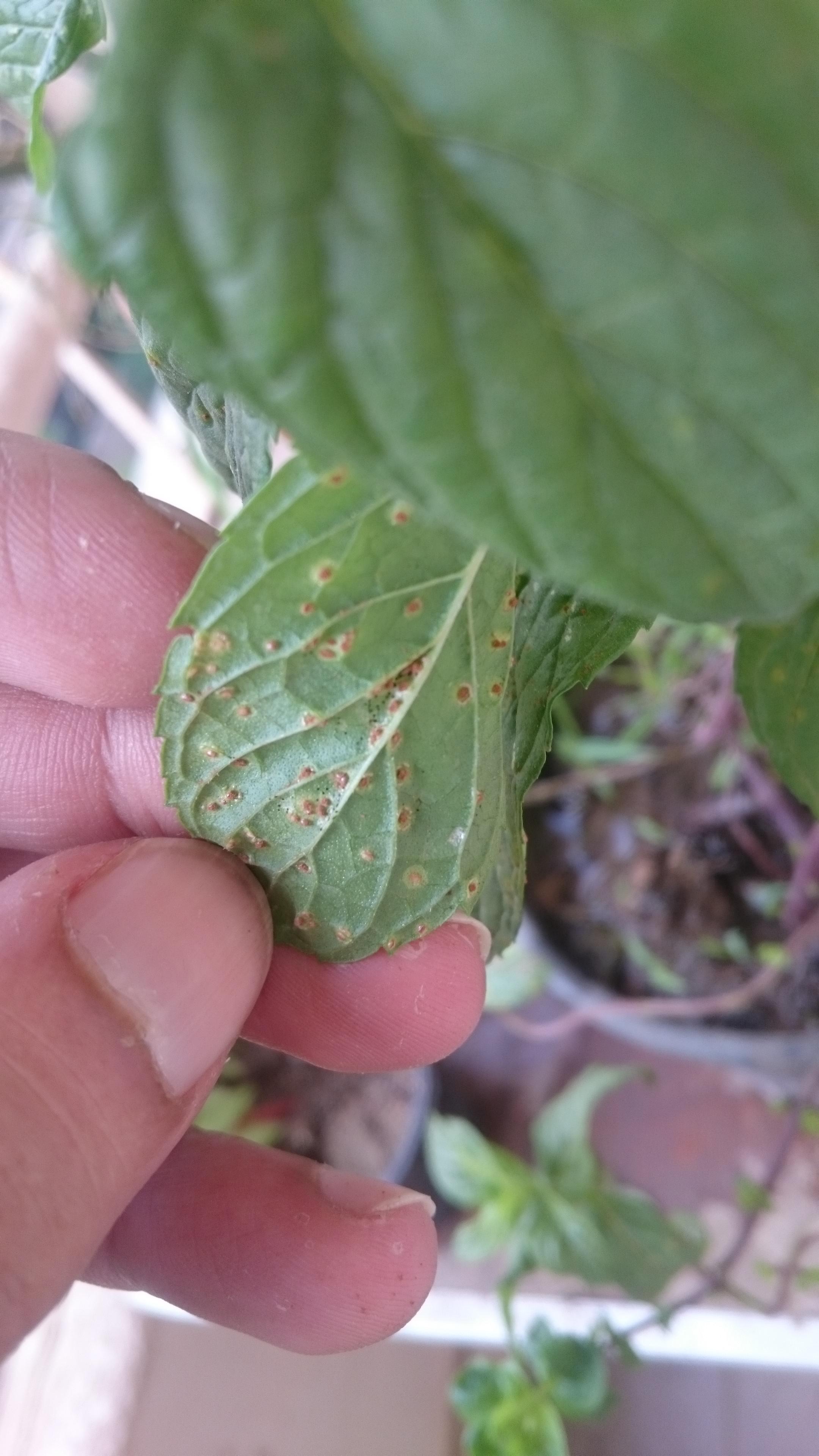 Mint Leaves Rust Herbs and Food Recipes