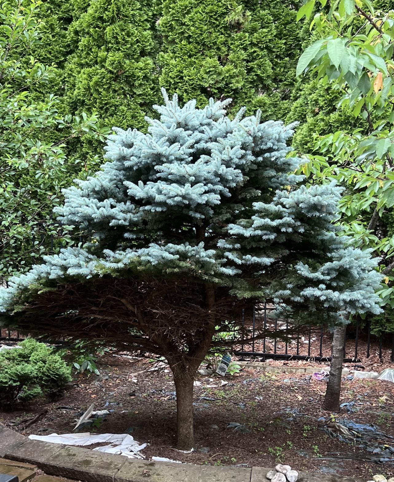 Over pruned/ trimmed my tree. Will it grow back? r/arborists