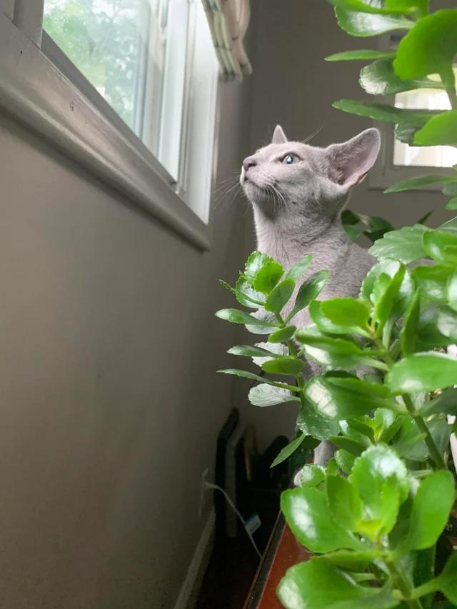 i love how my kalanchoe compliments my cats fur and eye color! r