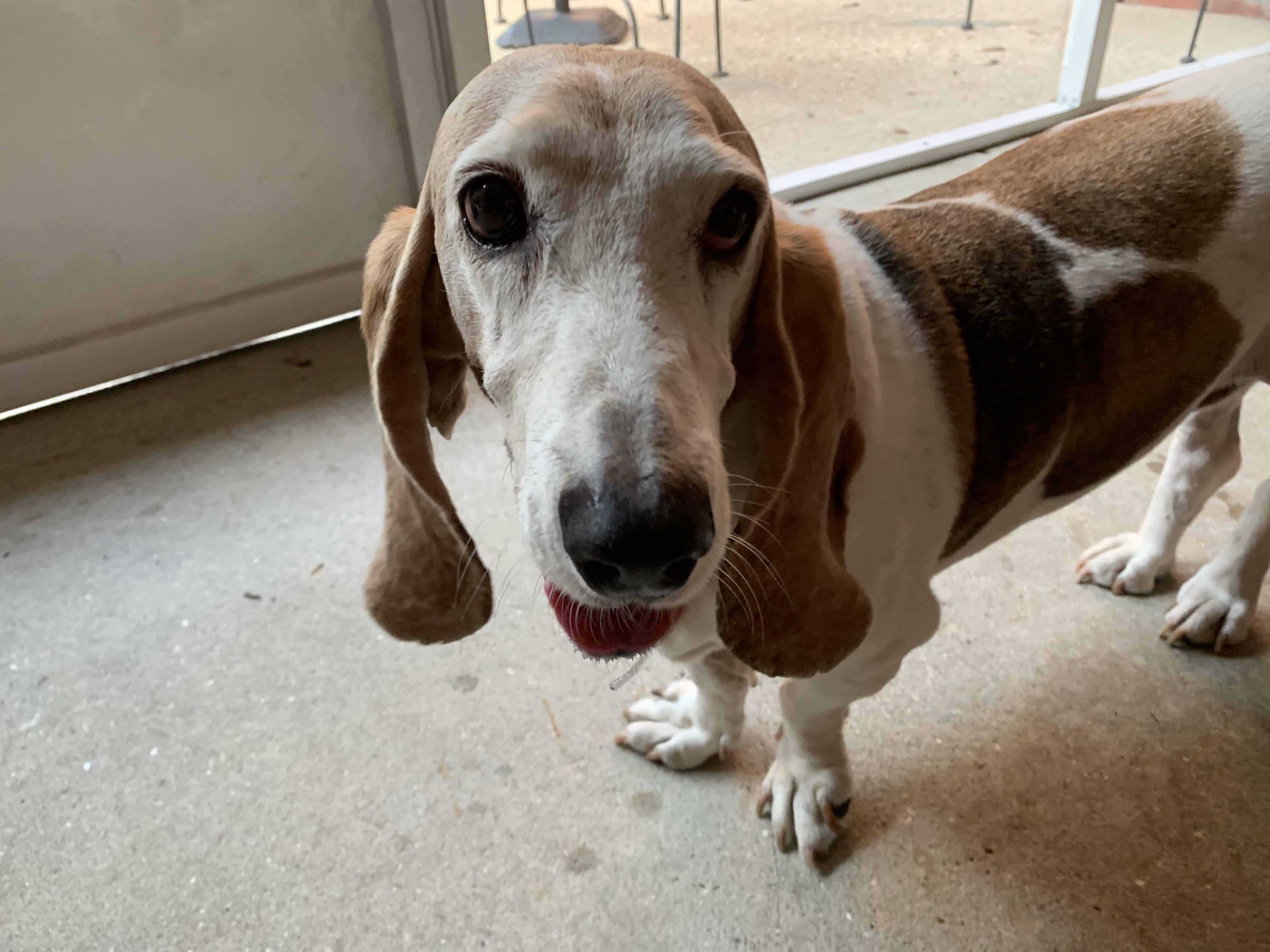 Found girl basset hound on university and cottage hill by american deli