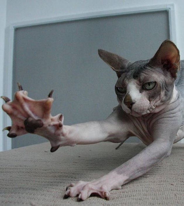 Hairless Cat Toes Best Cat Wallpaper
