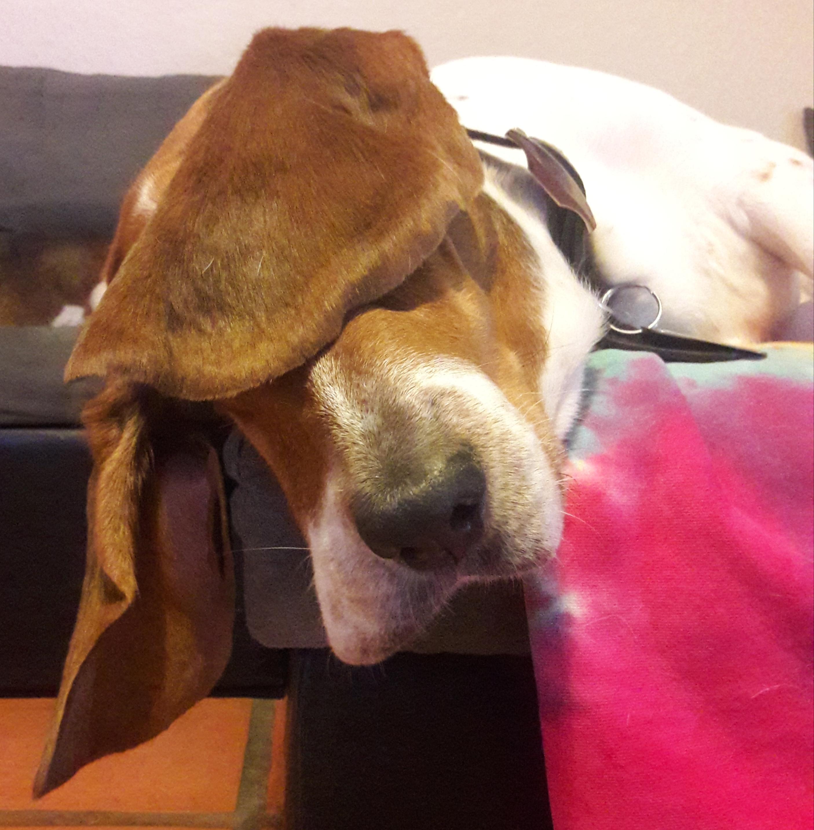 Built in eye covers r/basset
