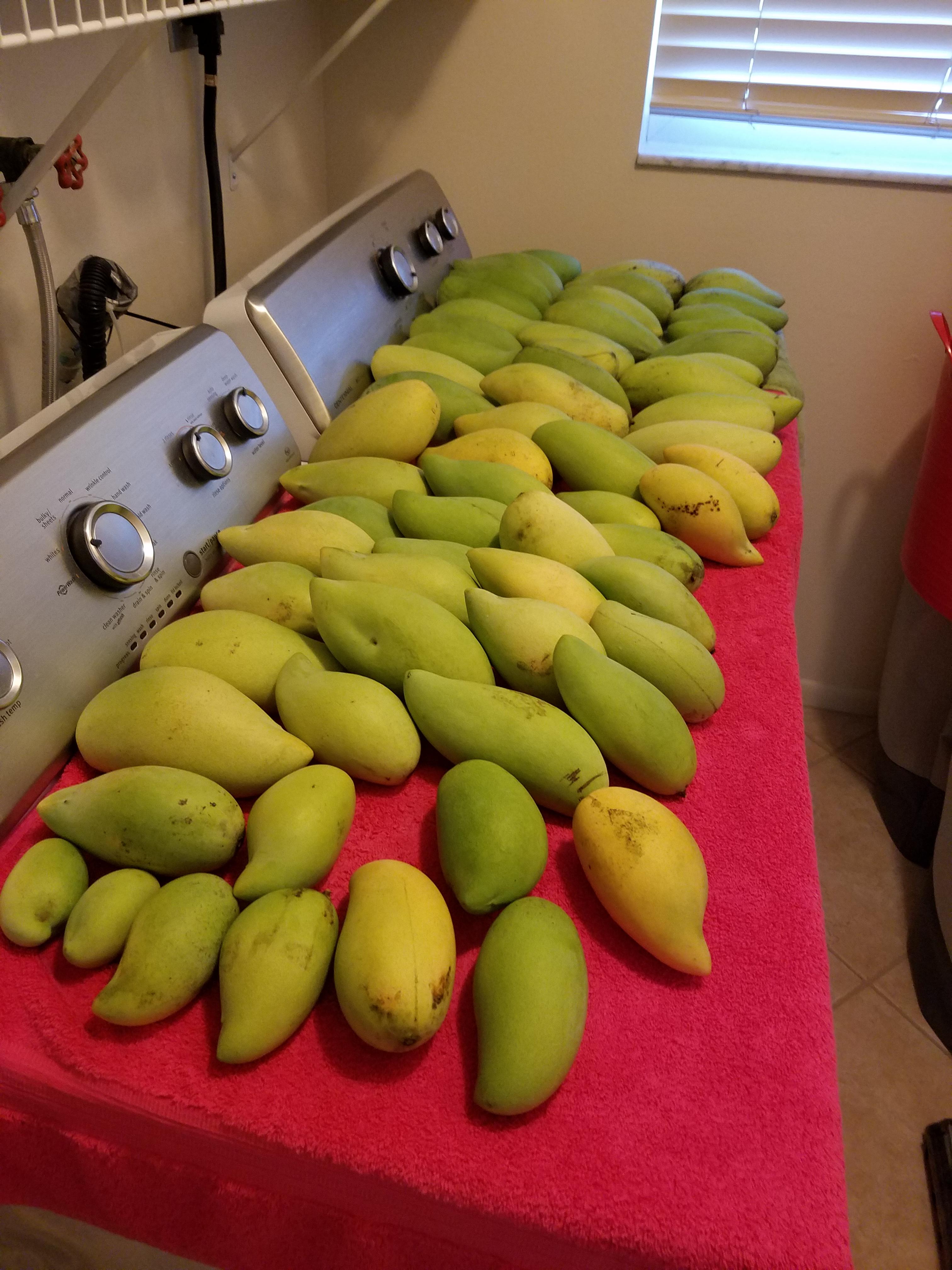 Last haul of our Nam Doc Mai mangoes before the squirrels eat them all