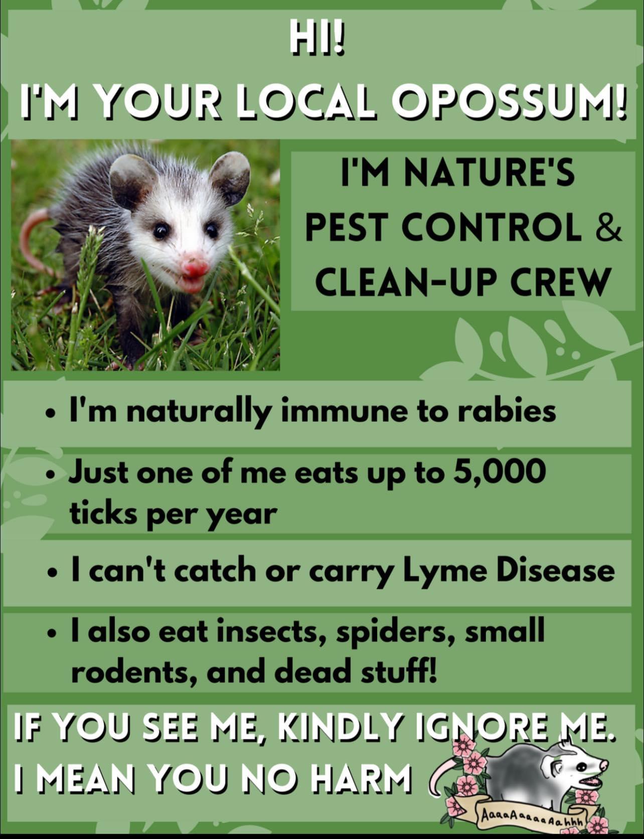 Do Possums Eat Dog Poop