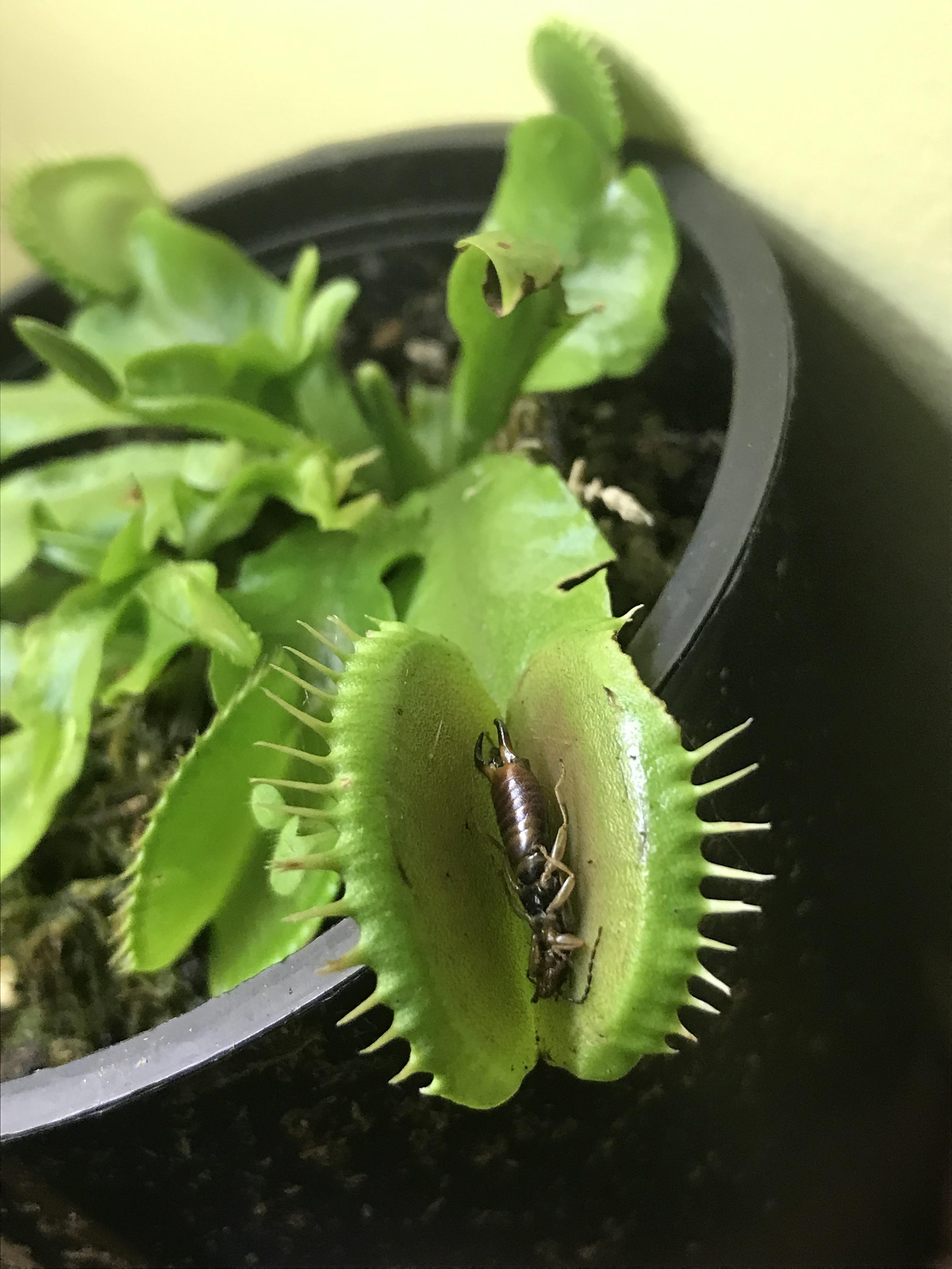 venus fly trap captured this insect without even closing r/houseplants