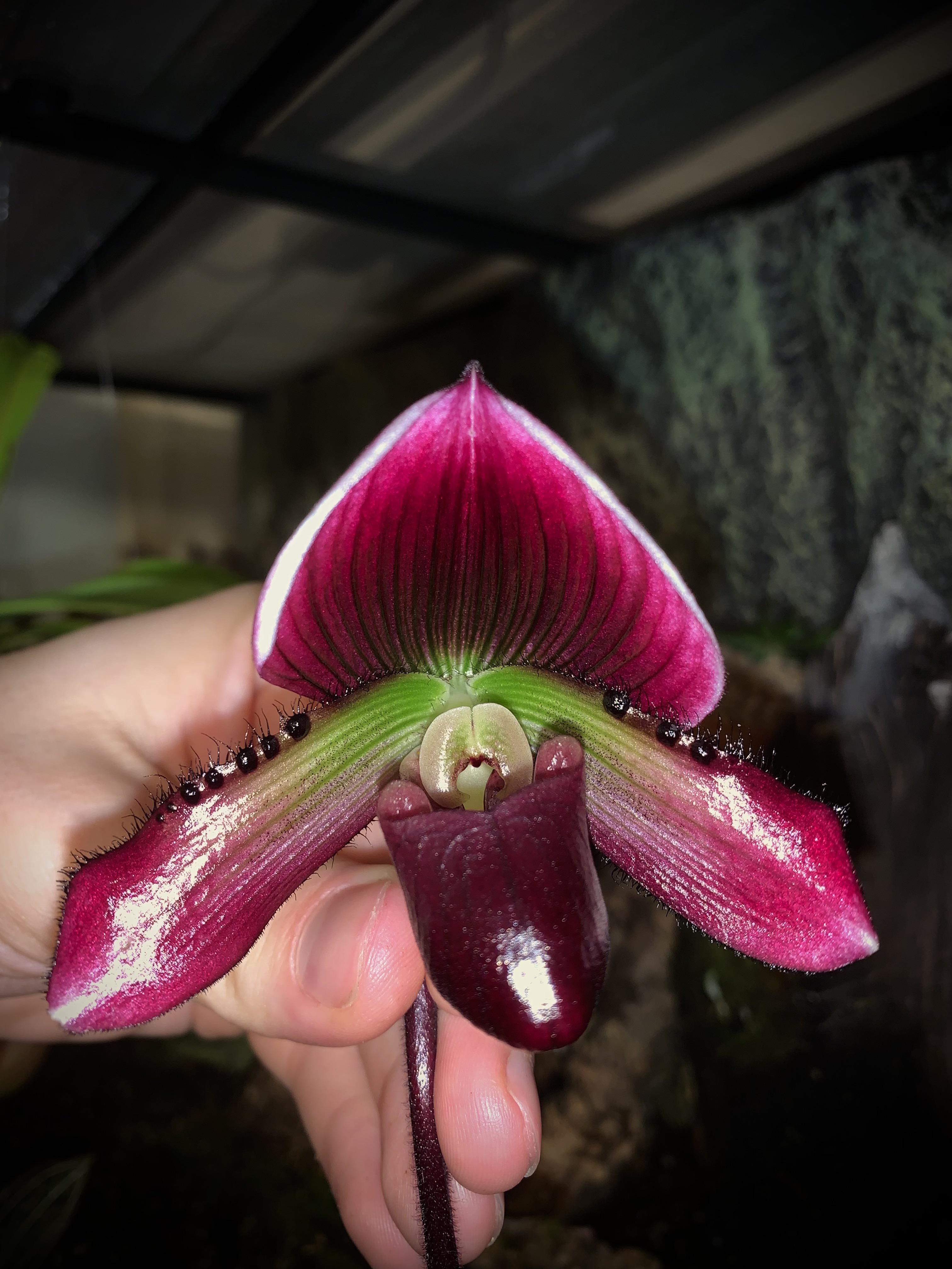 Lost this same hybrid about a year ago and now have one blooming for me