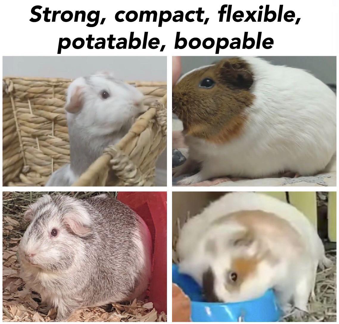 I swear sometimes Guinea Pigs are as flexible like flextape r/KonaAndSuba