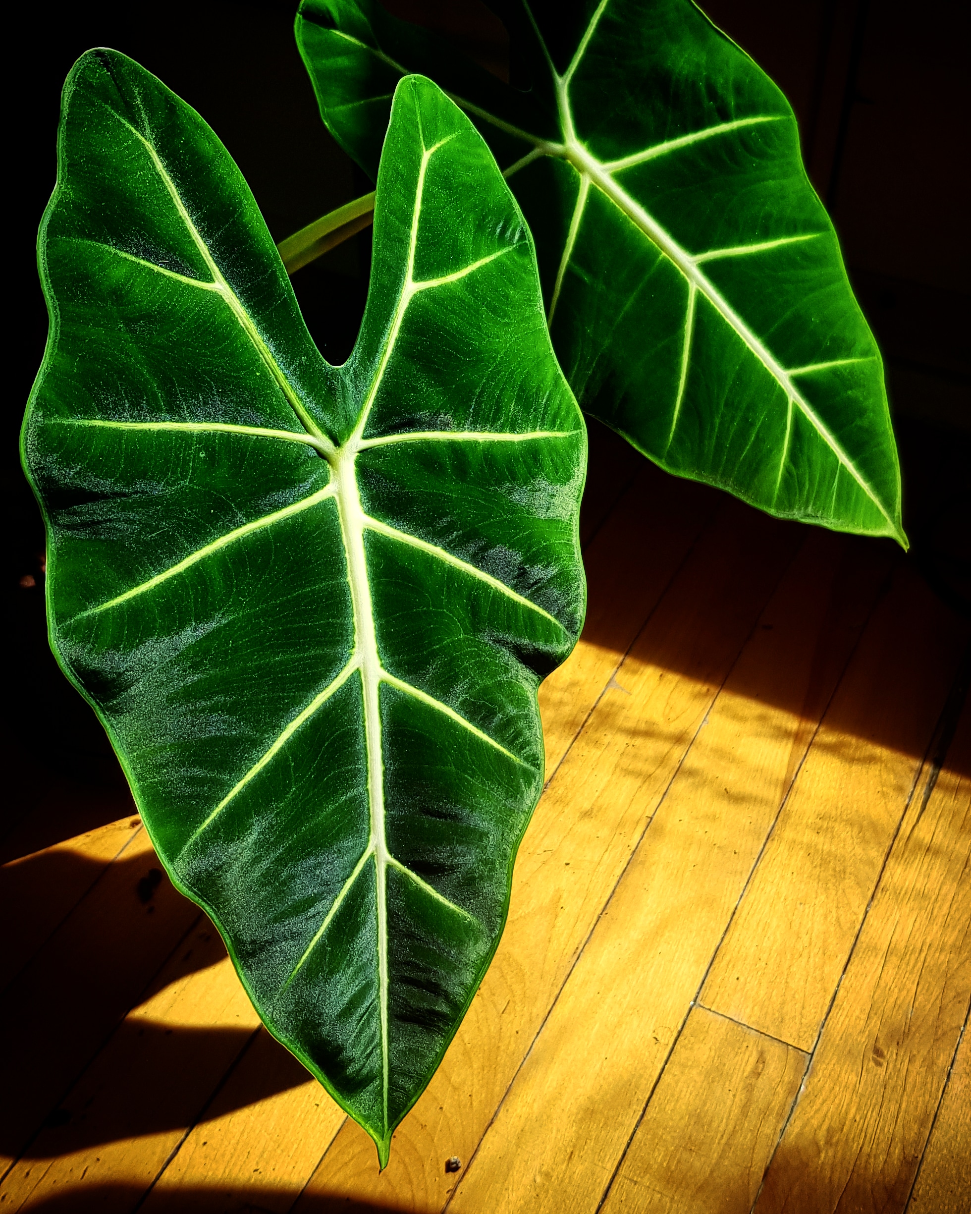 One of my favorite plants alocasia frydek