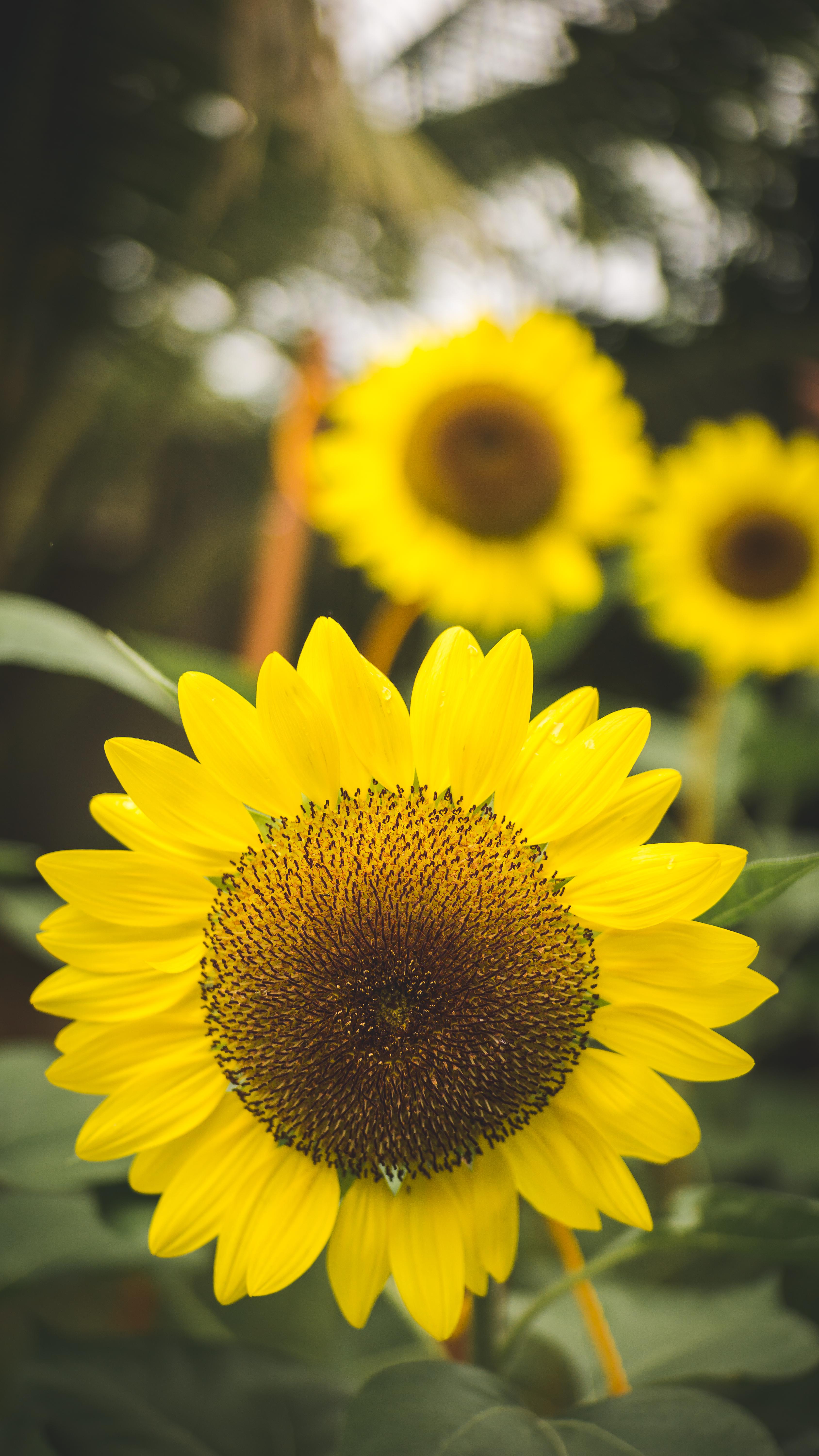 My sunflowers at full bloom! r/sunflowers