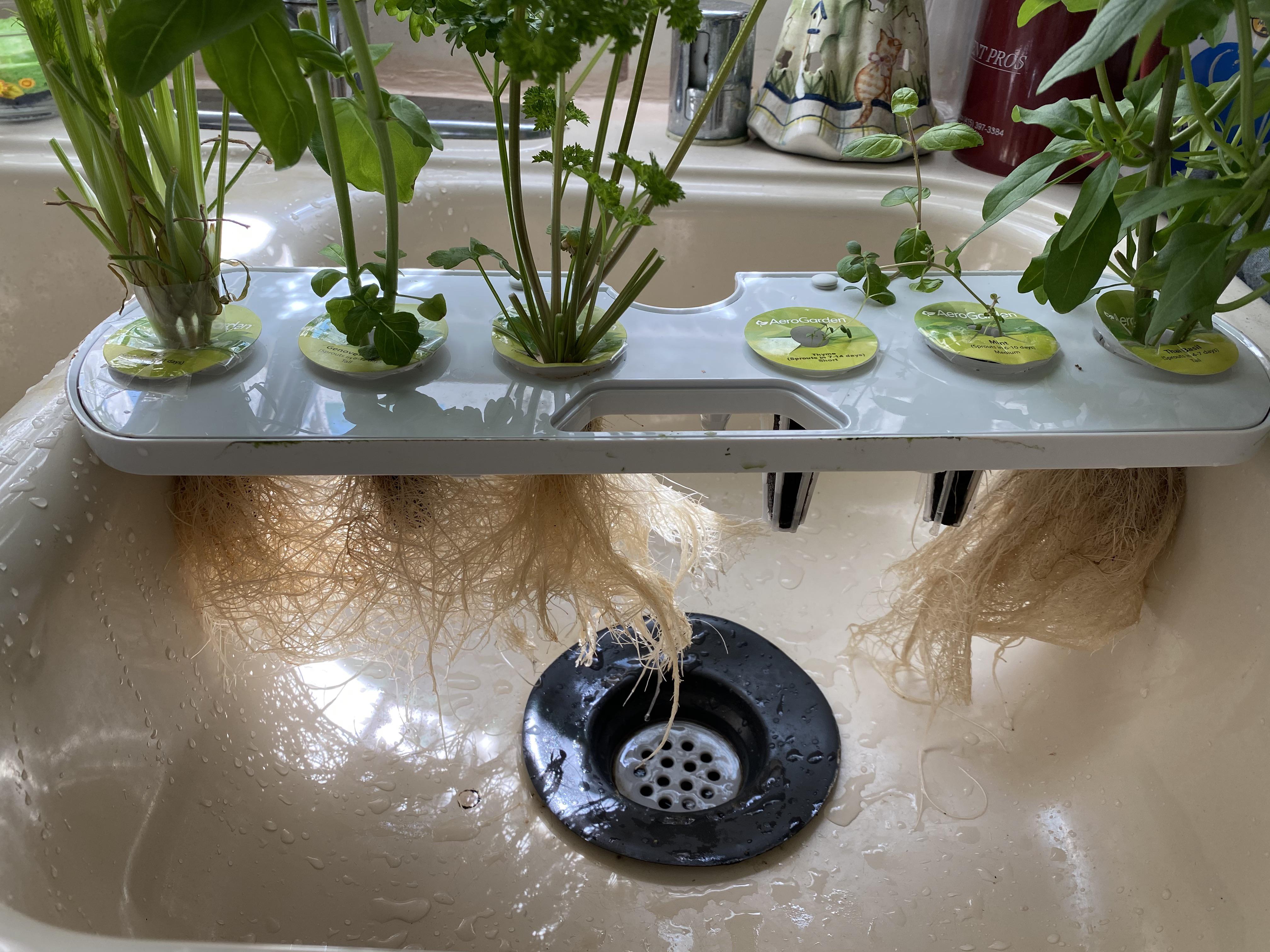 First root trim, 2nd water change r/aerogarden