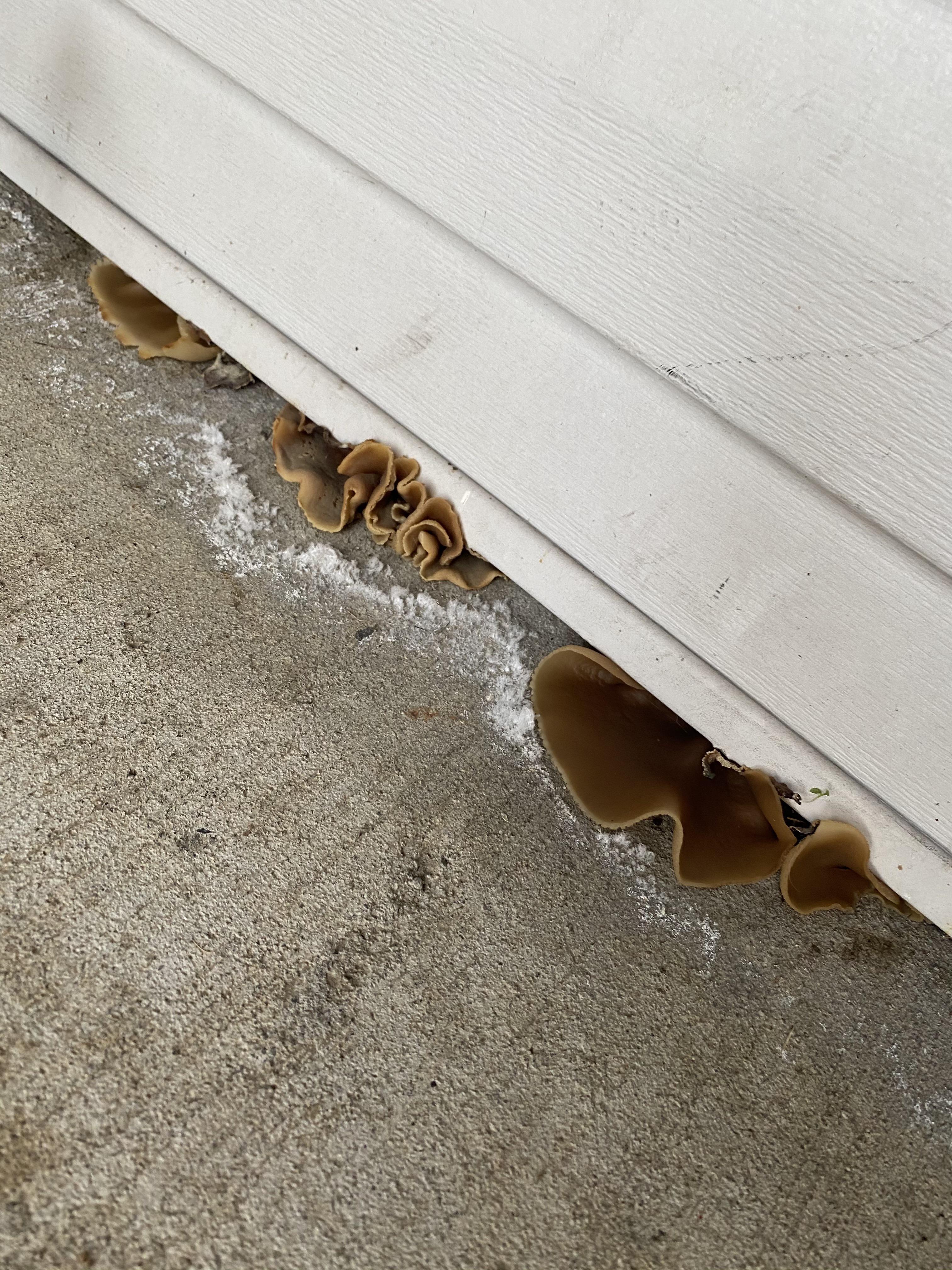 Anyone know what kind of fungus this is? If its toxic at all or what